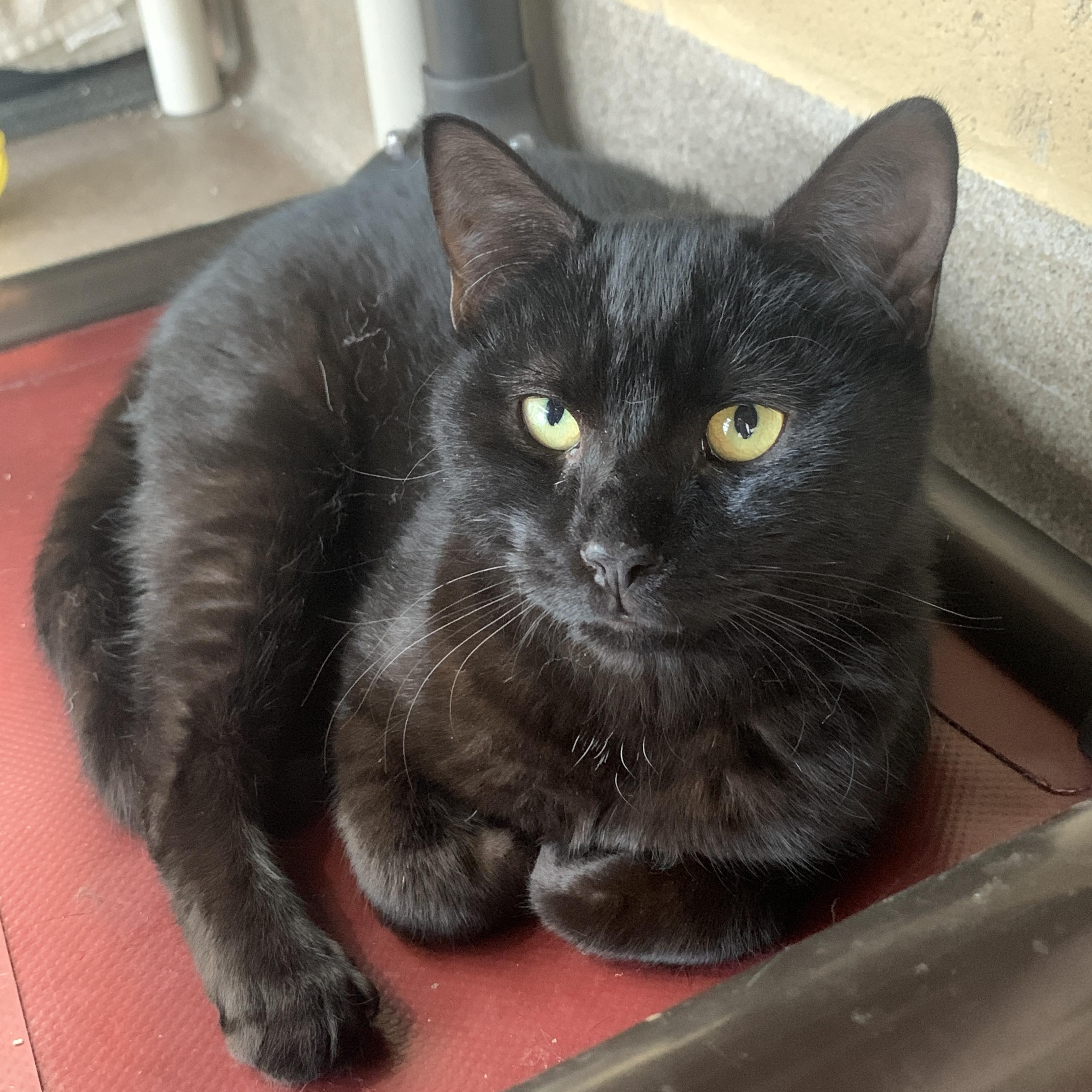 Enlarge Woody, a Adoptable Domestic Short Hair in Winchester, VA image 4/4