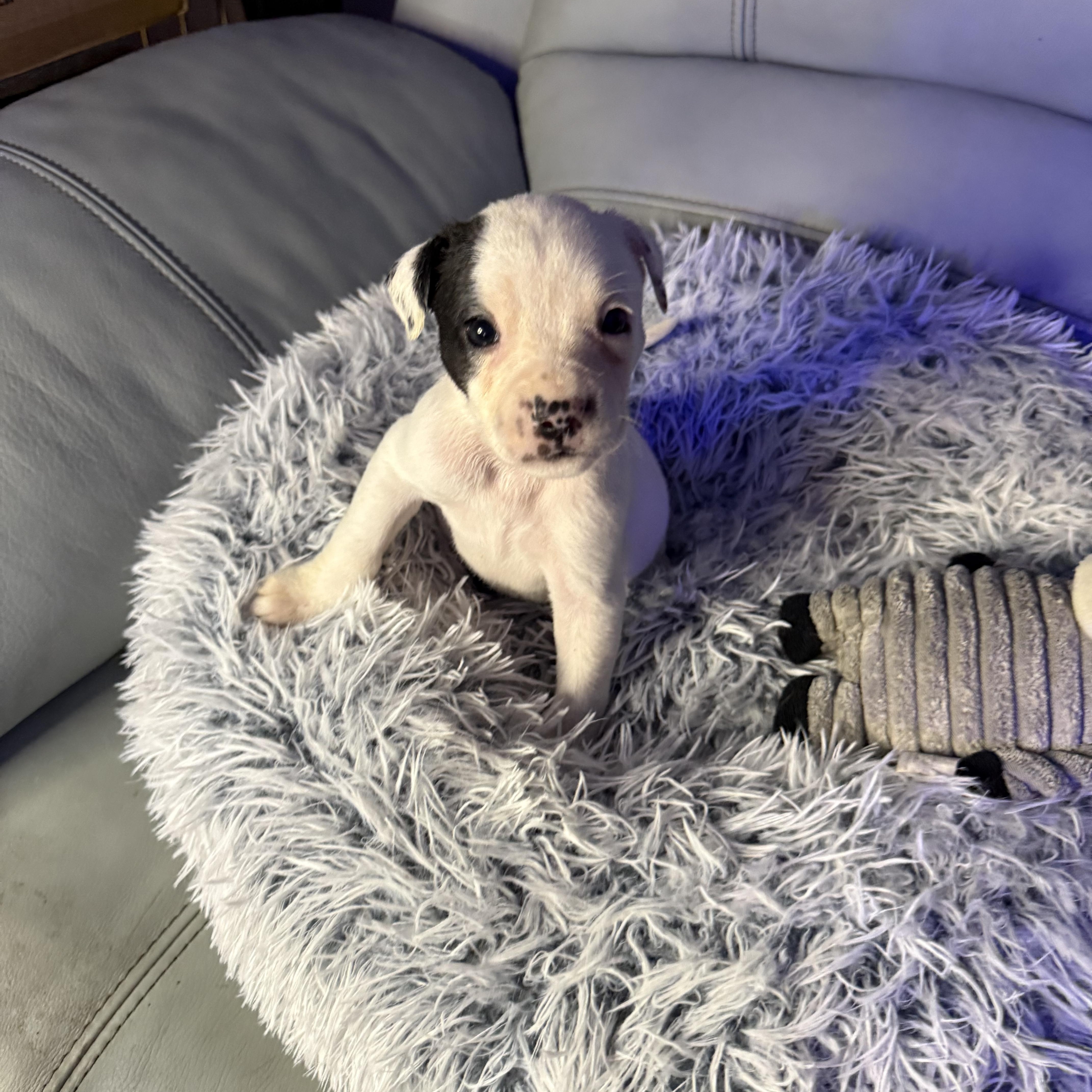 Acadia — thumbnail 4