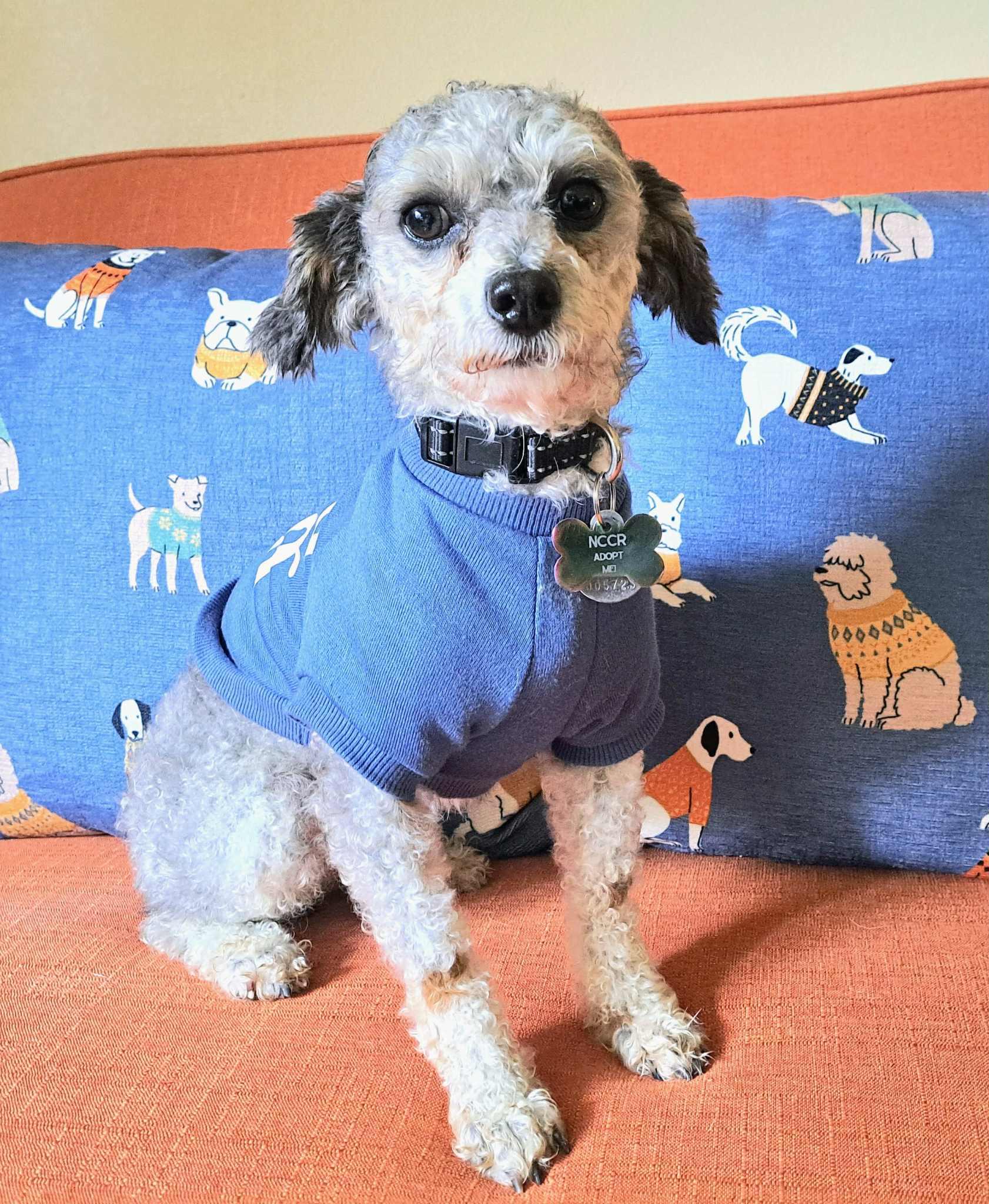 Enlarge Jermaine, a Adopted Miniature Poodle in Westfield, NY image 5/6