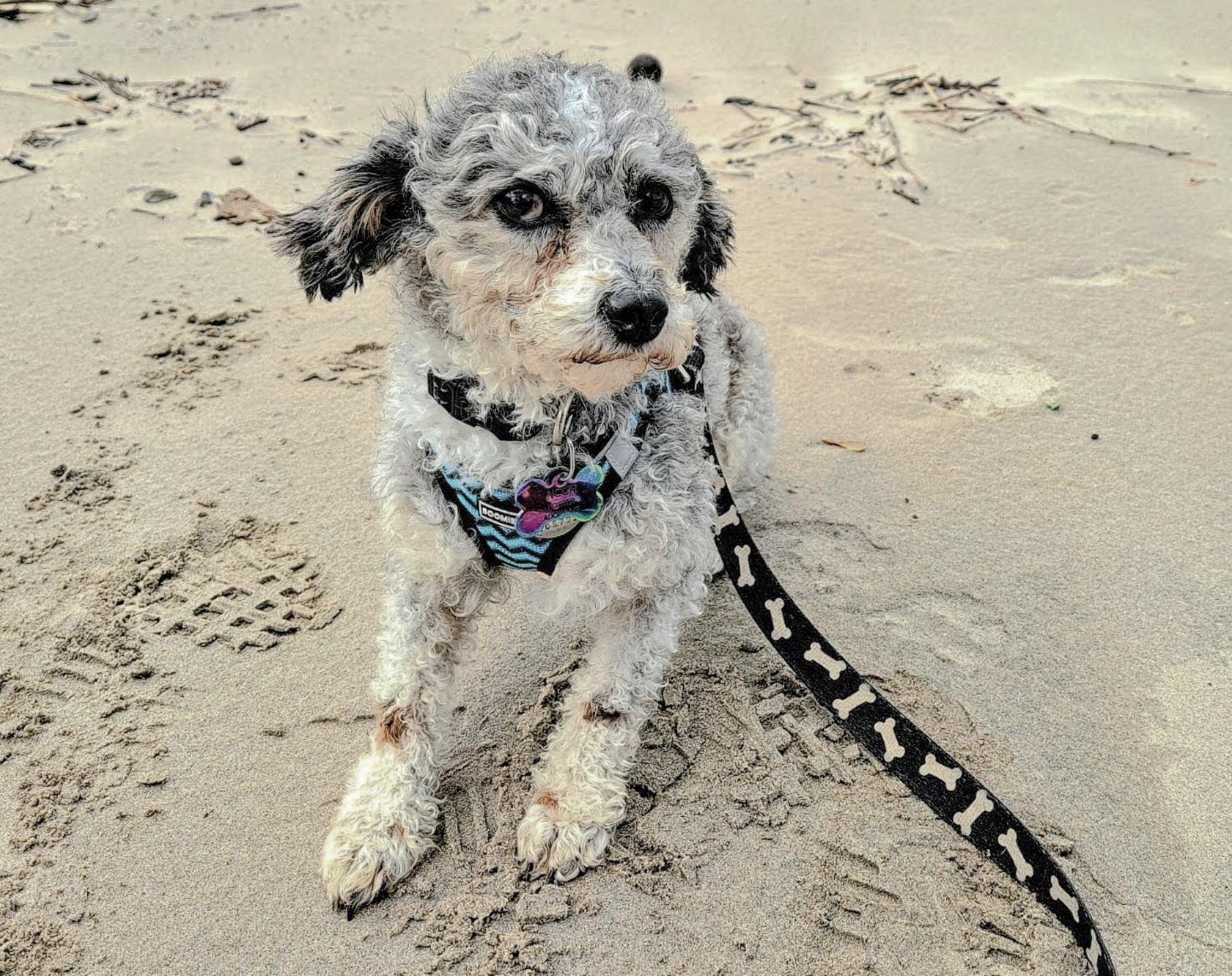 Jermaine, Adopted, Adult Male Miniature Poodle.