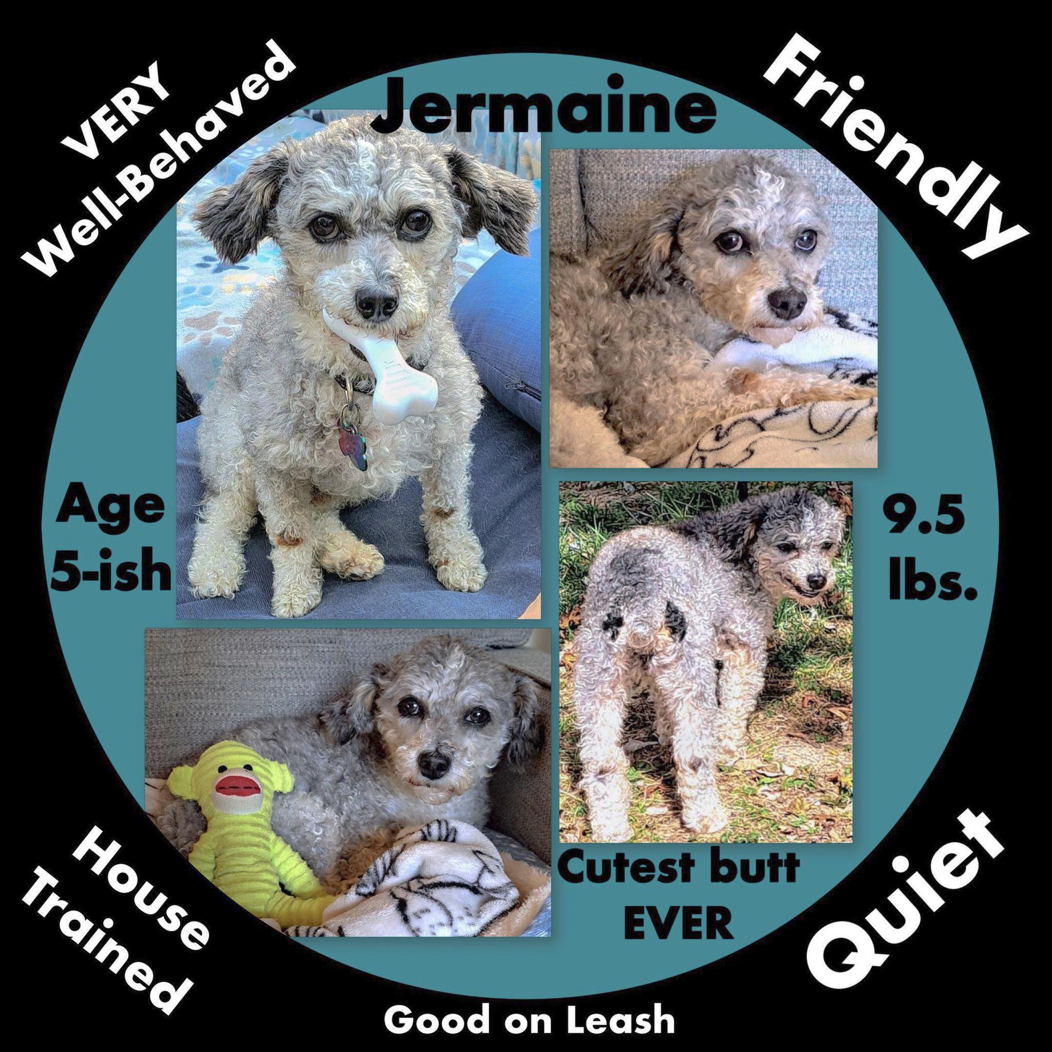 Enlarge Jermaine, a Adopted Miniature Poodle in Westfield, NY image 6/6