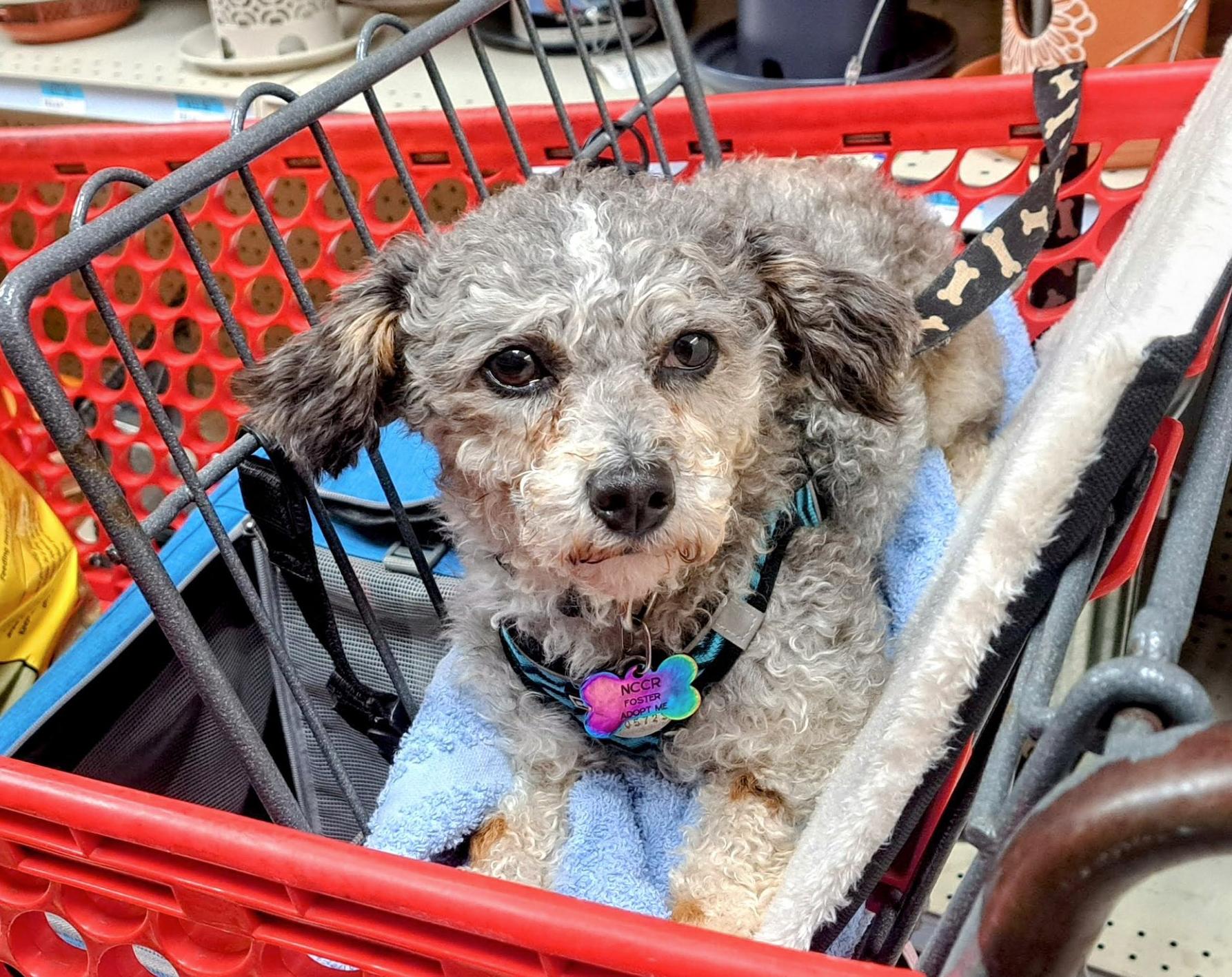 Enlarge Jermaine, a Adopted Miniature Poodle in Westfield, NY image 4/6