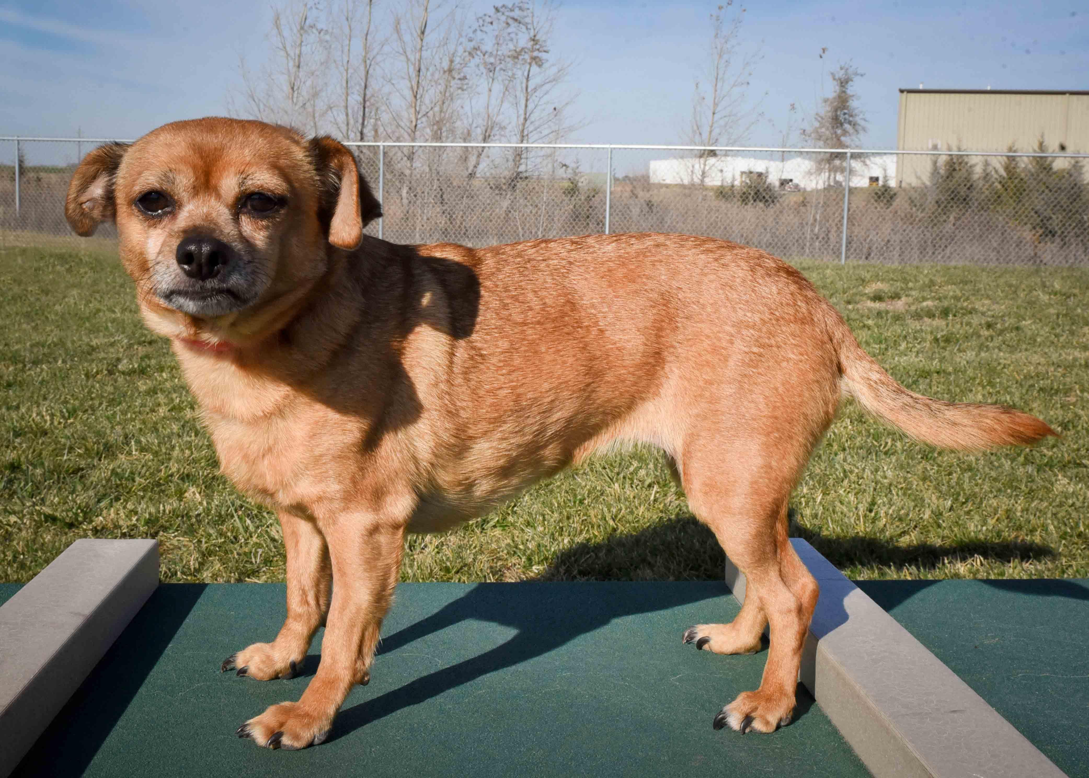 Felice, a Adopted mixed breed in Jefferson, IA image 2/3