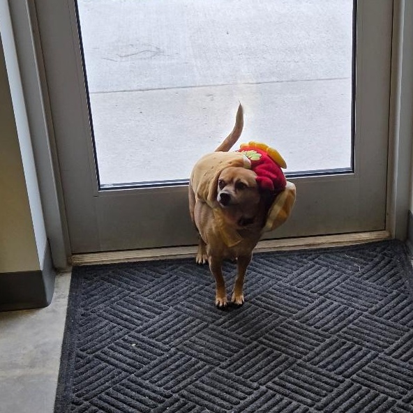 Felice, Adopted, Adult Female Chihuahua.