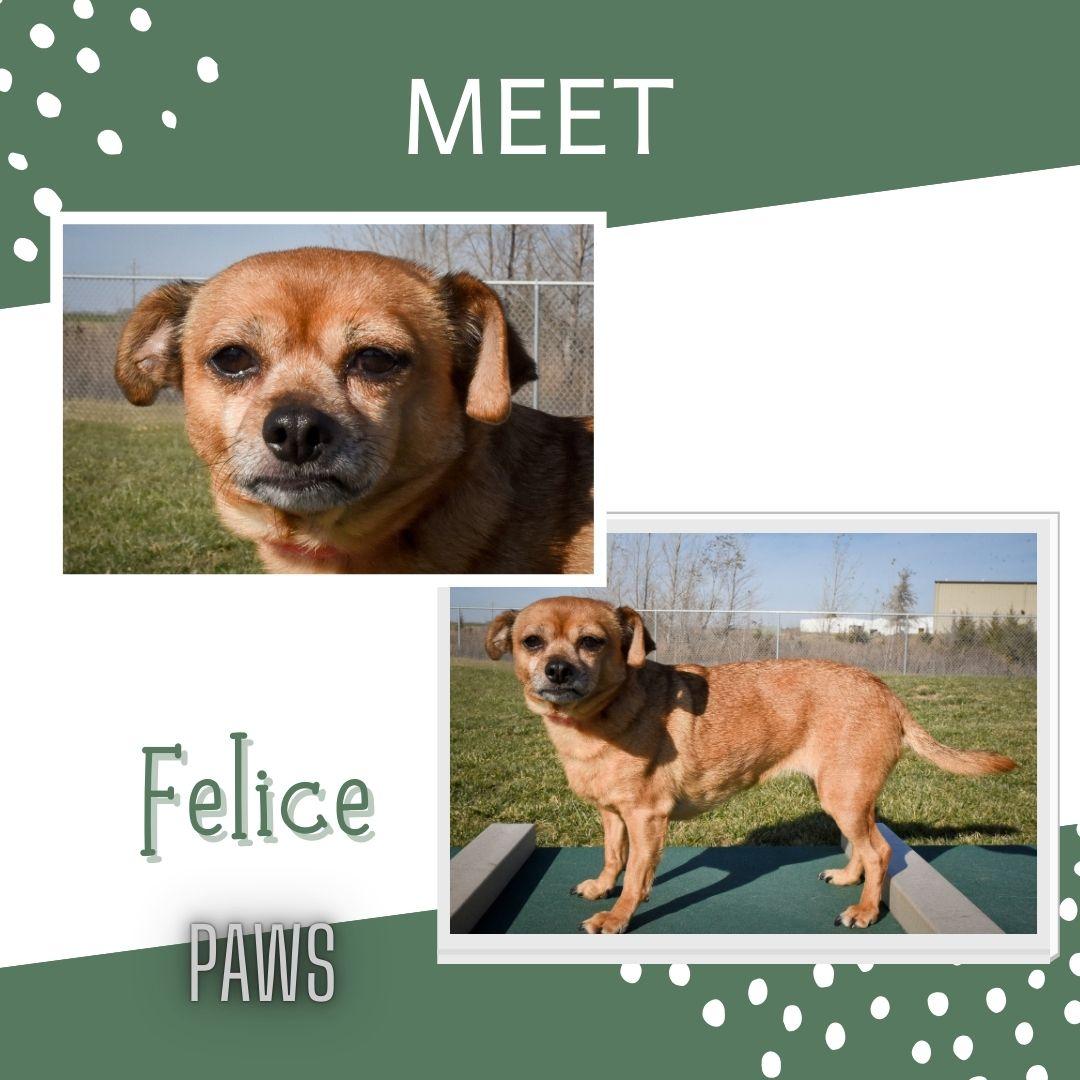 Felice, a Adopted mixed breed in Jefferson, IA image 1/3
