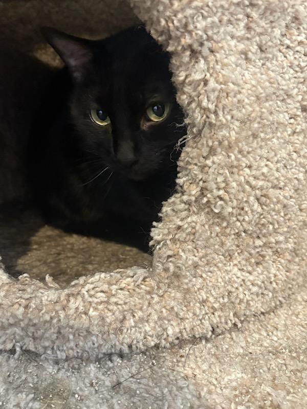 Enlarge Icelynn, a ADOPTABLE Domestic Short Hair in Kenosha , WI image 1/1