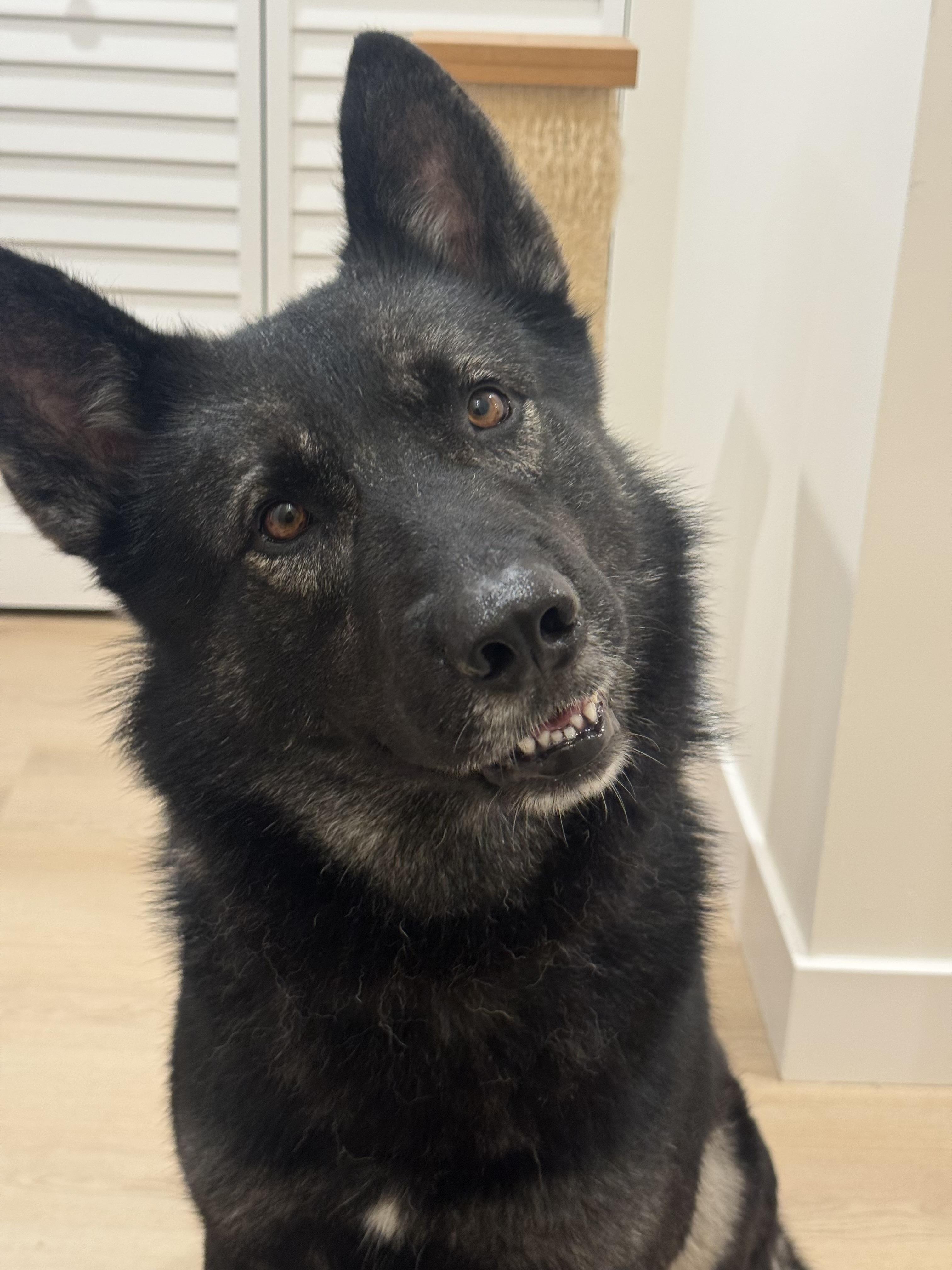 Enlarge Wattson - AmaZinG BoY, a ADOPTABLE mixed breed in Van Nuys, CA image 2/4