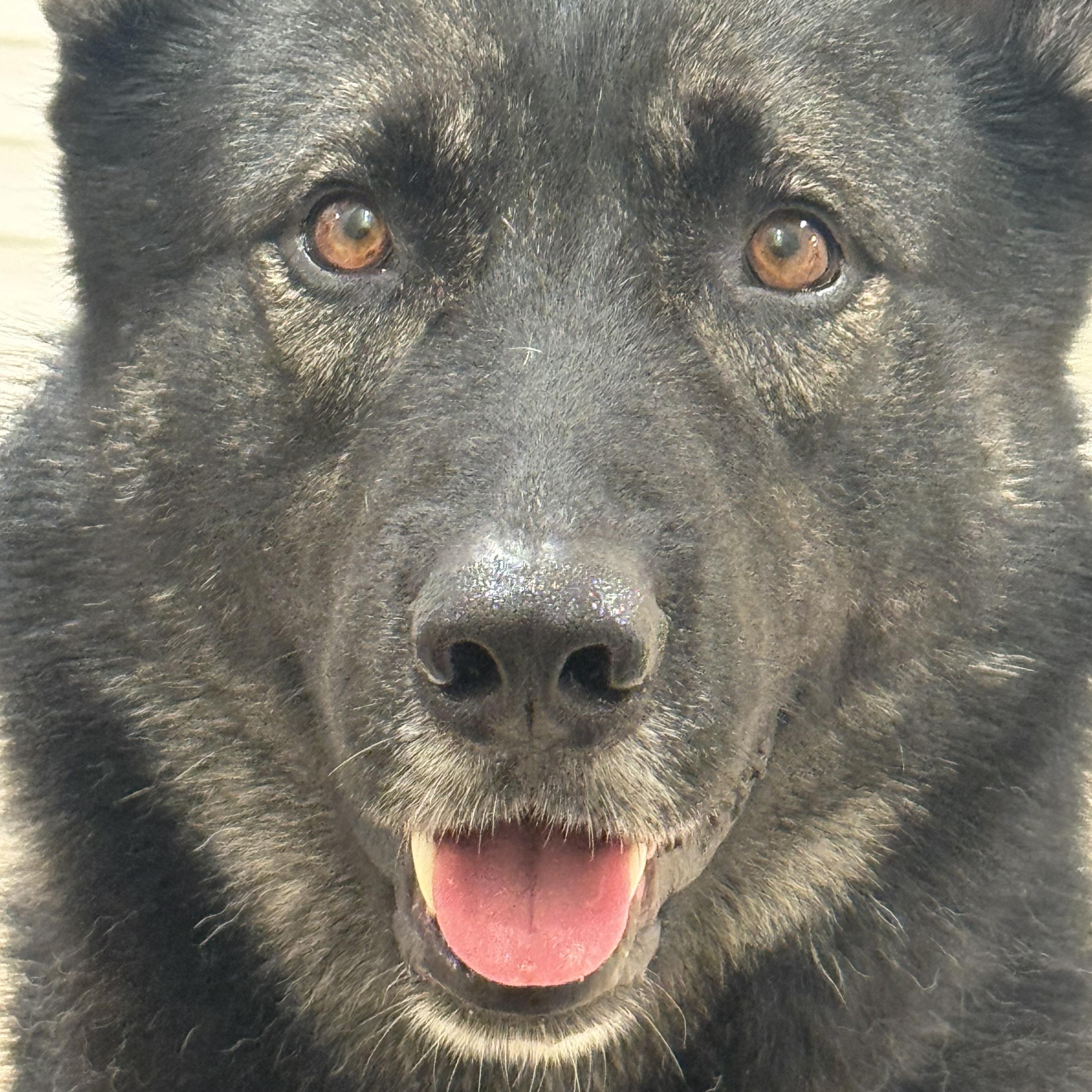 Wattson - AmaZinG BoY, ADOPTABLE, Young Male German Shepherd Dog & Husky.