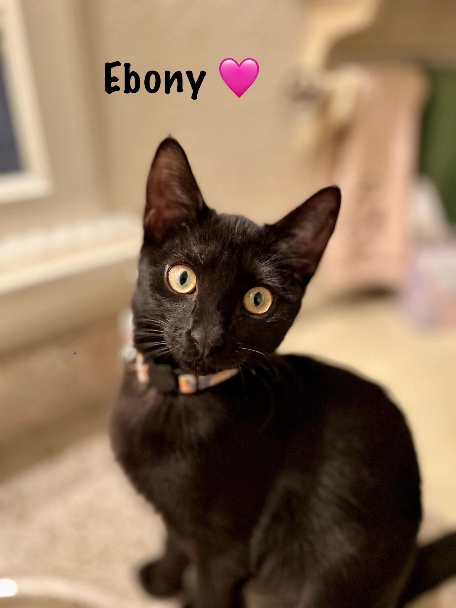 Ebony, Adoptable, Young Female Domestic Short Hair.