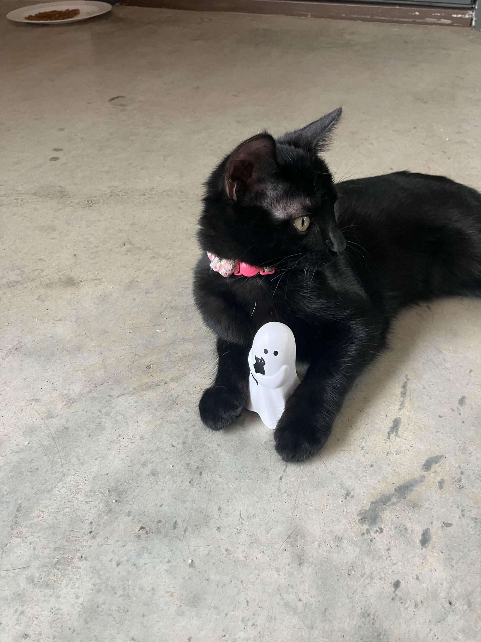 Enlarge Ebony, a Adoptable Domestic Short Hair in Fort Worth, TX image 3/3