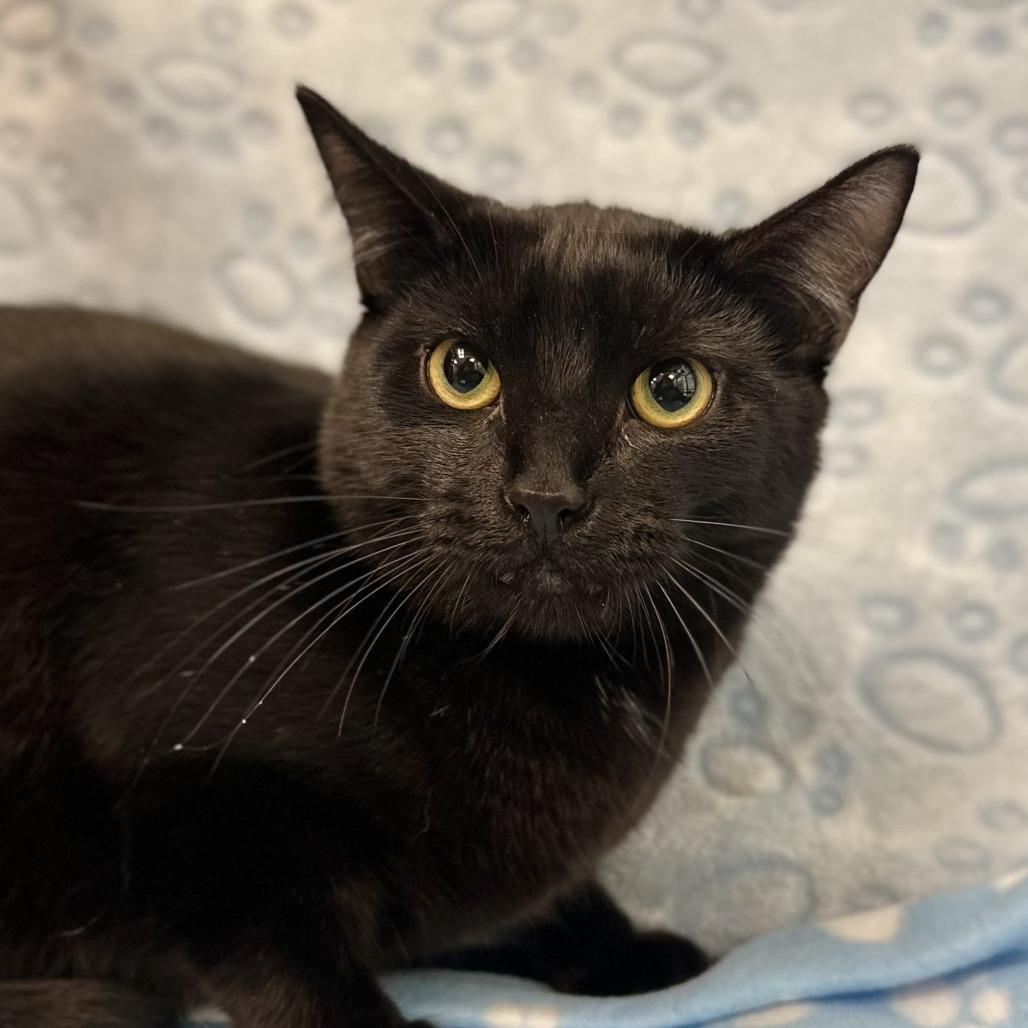 Spooky, Adoptable, Young Male Domestic Short Hair.