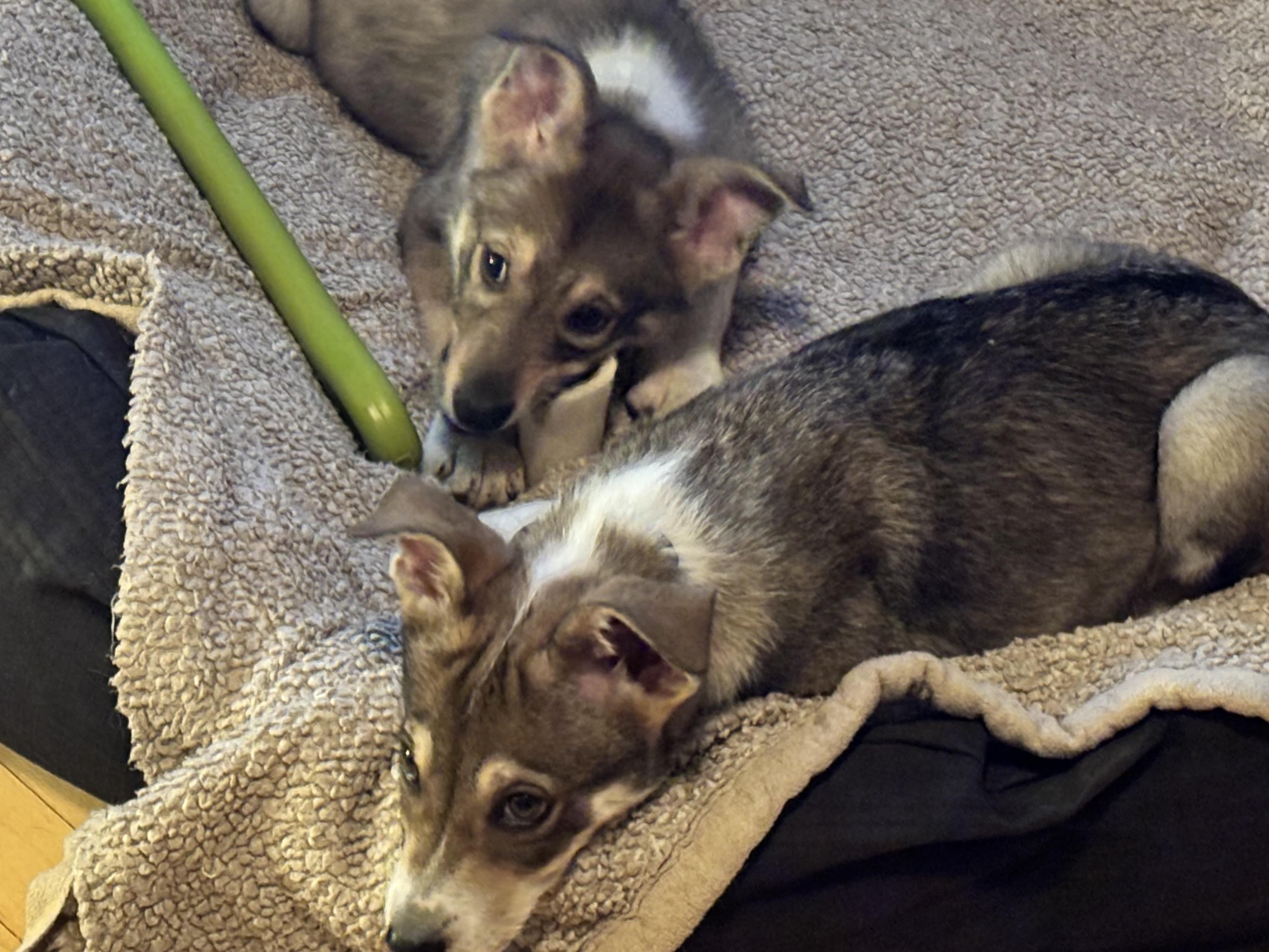 Iridium, a Adoptable mixed breed in Colorado Springs, CO image 2/6