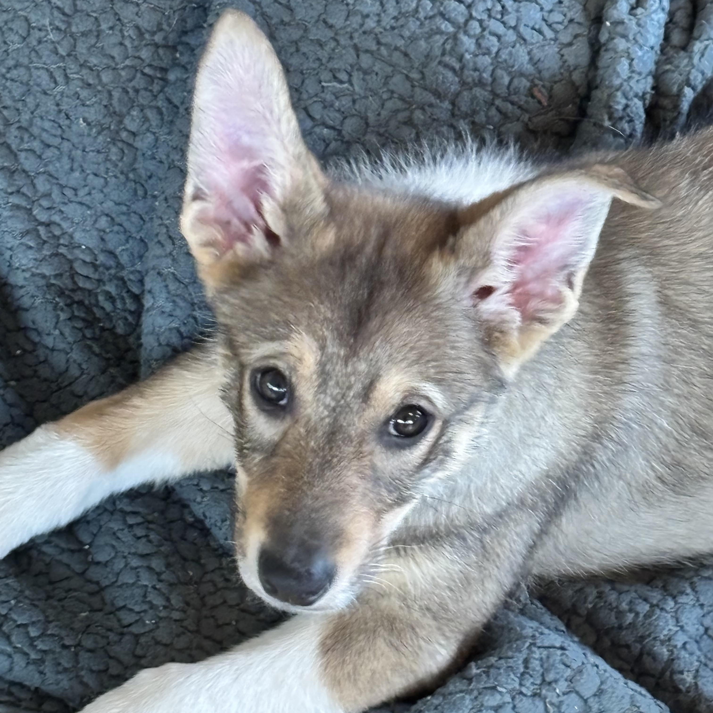 Iridium, a Adoptable mixed breed in Colorado Springs, CO image 1/6