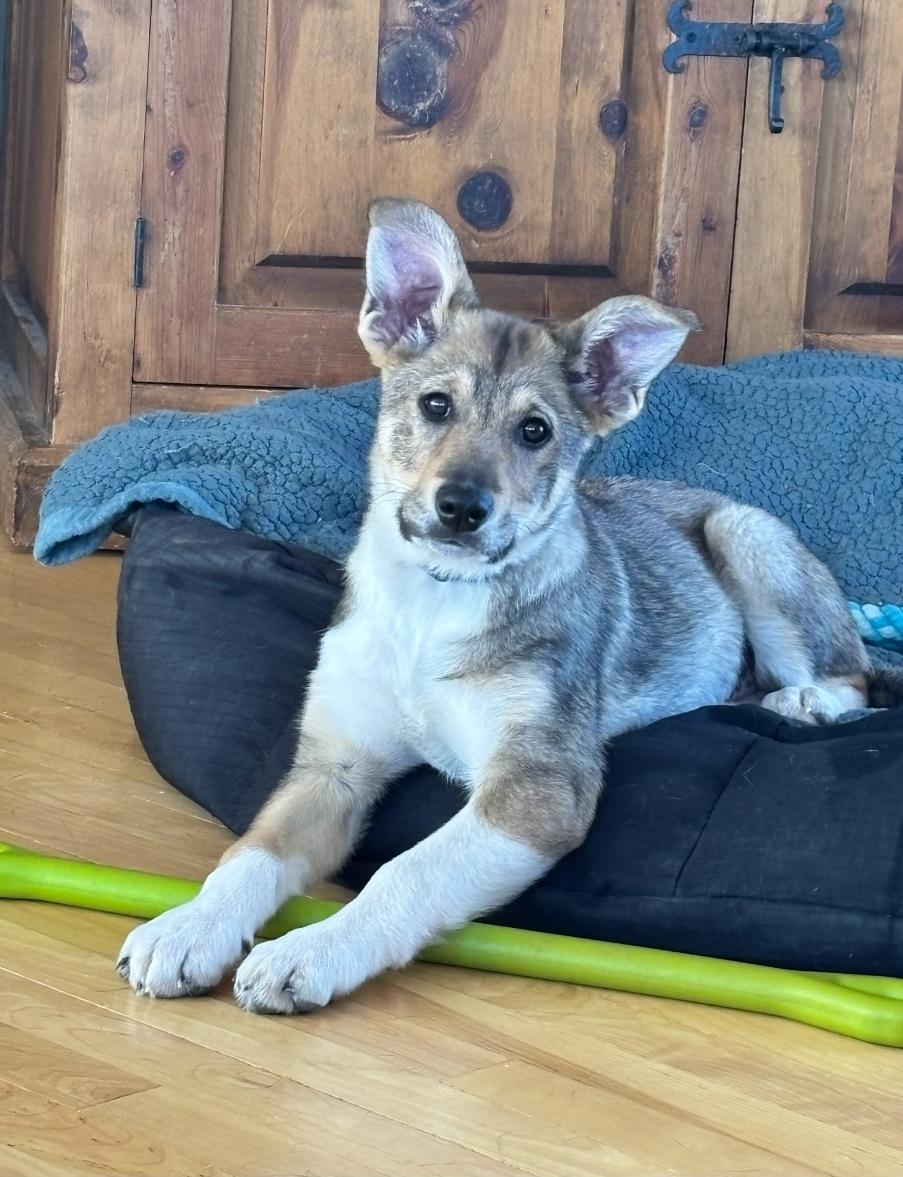 Iridium, Adoptable, Puppy Female Shepherd.