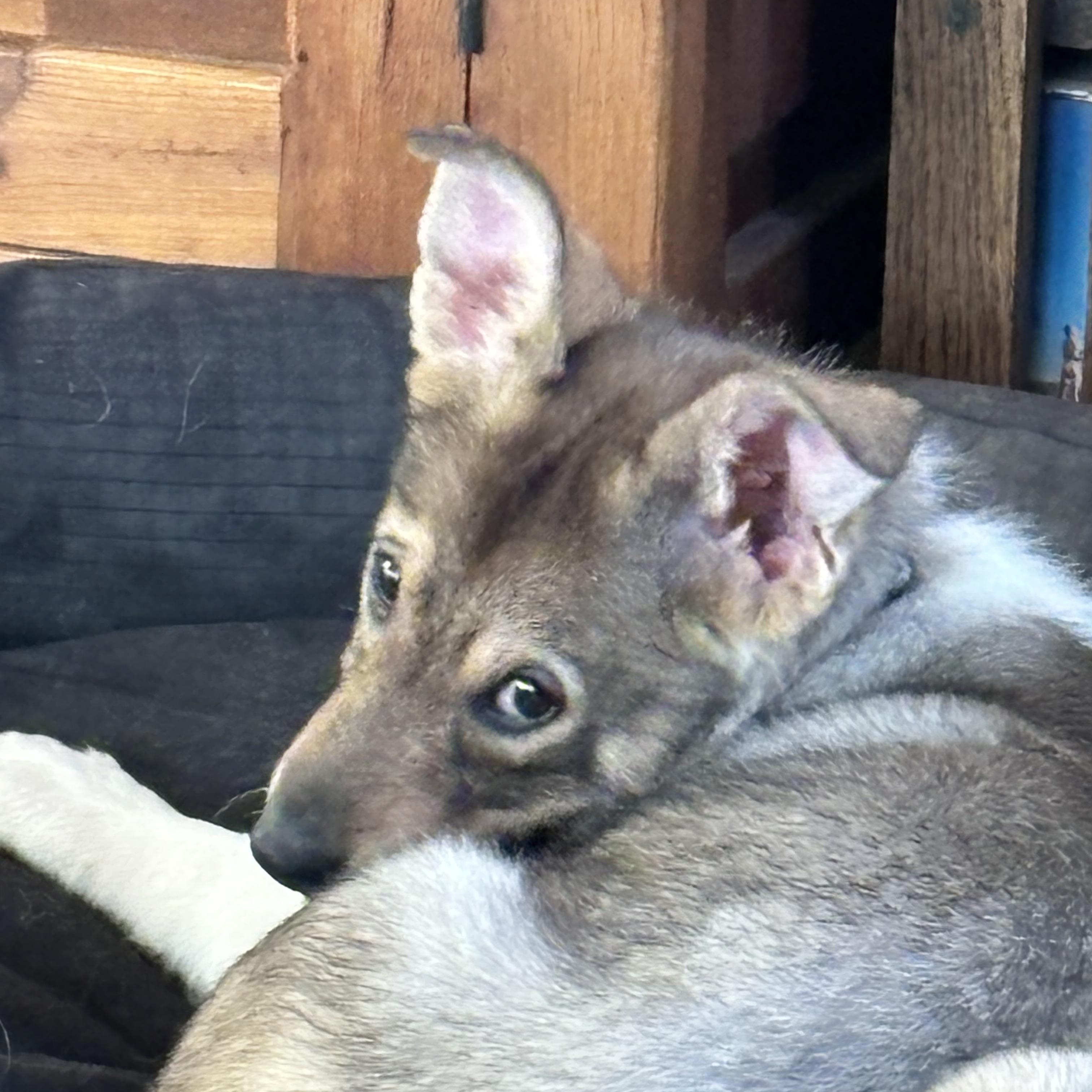 Iridium, a Adoptable mixed breed in Colorado Springs, CO image 4/6