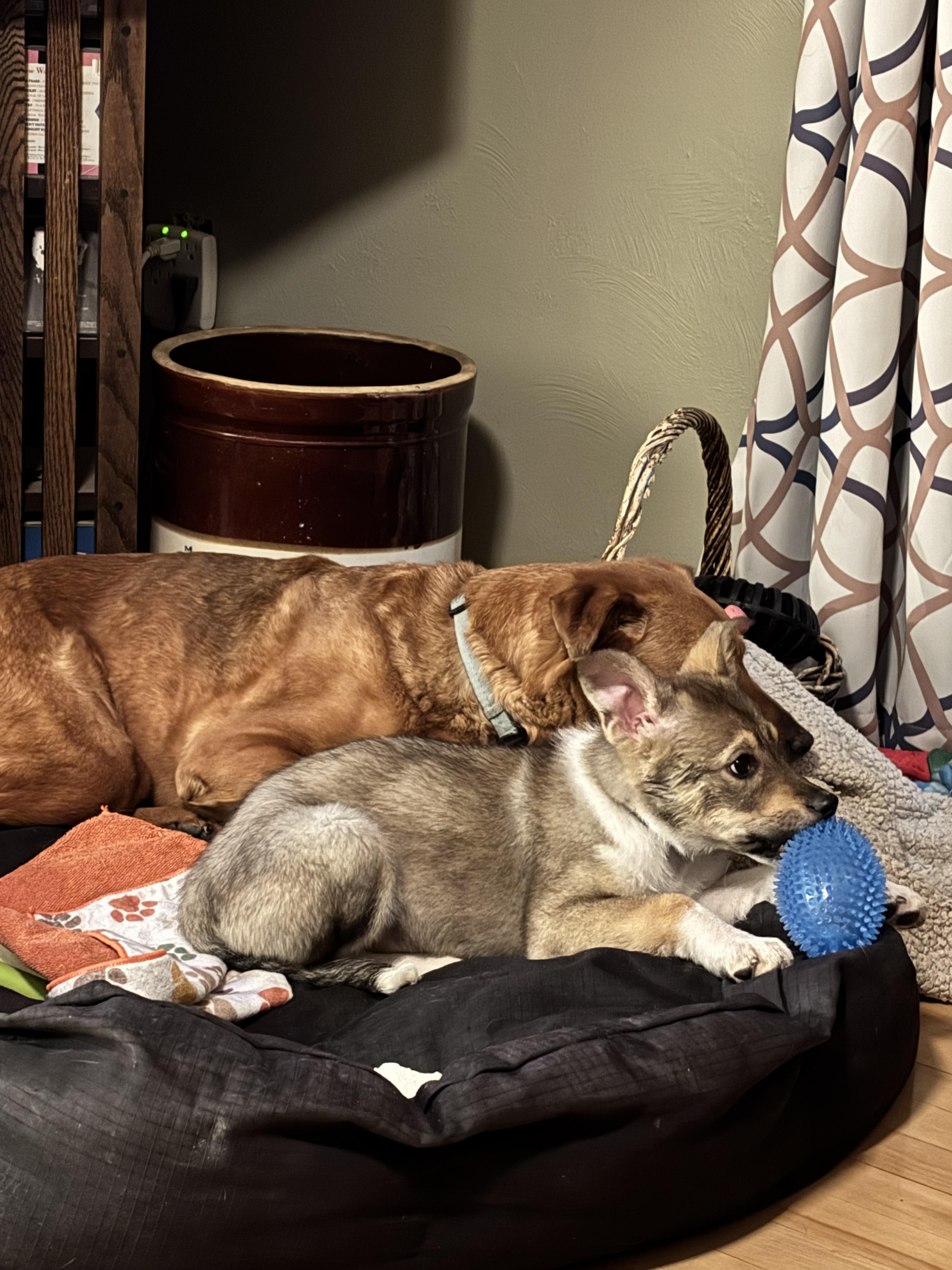 Iridium, a Adoptable mixed breed in Colorado Springs, CO image 6/6