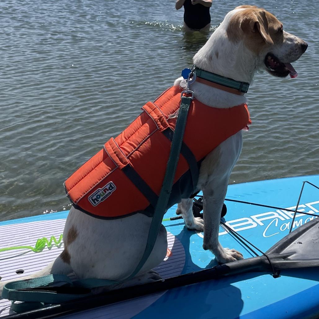 Rocket, Adoptable, Senior Male Pointer & Mixed Breed.