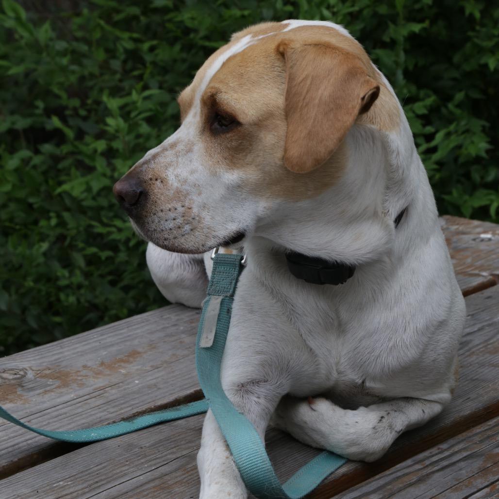 Enlarge Rocket, a Adoptable mixed breed in Cashmere, WA image 2/6