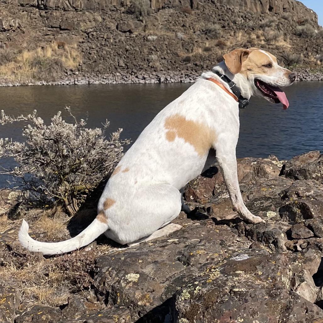 Enlarge Rocket, a Adoptable mixed breed in Cashmere, WA image 3/6