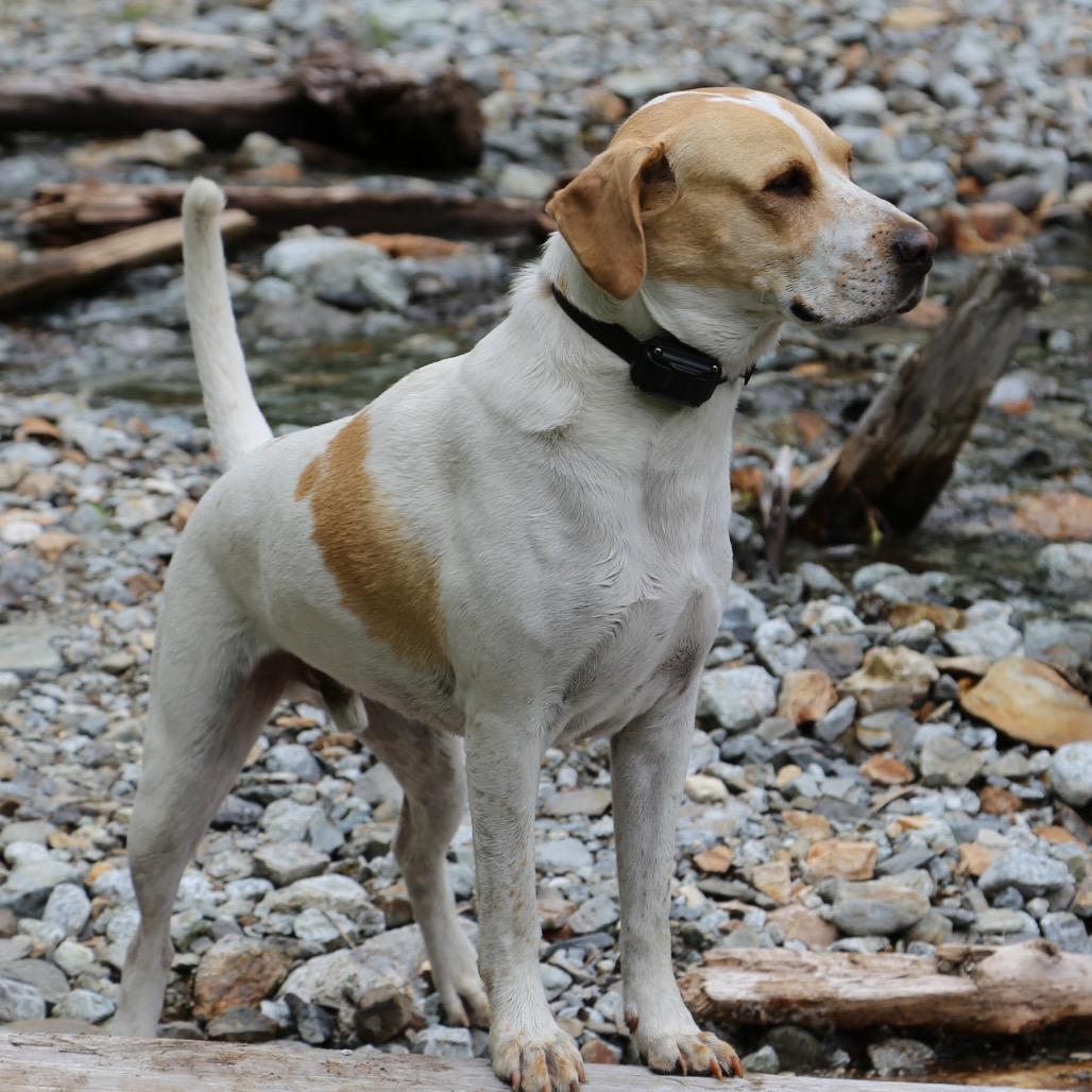 Enlarge Rocket, a Adoptable mixed breed in Cashmere, WA image 4/6