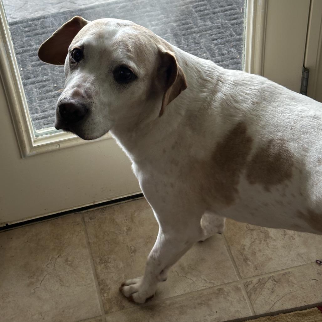 Enlarge Rocket, a Adoptable mixed breed in Cashmere, WA image 5/6