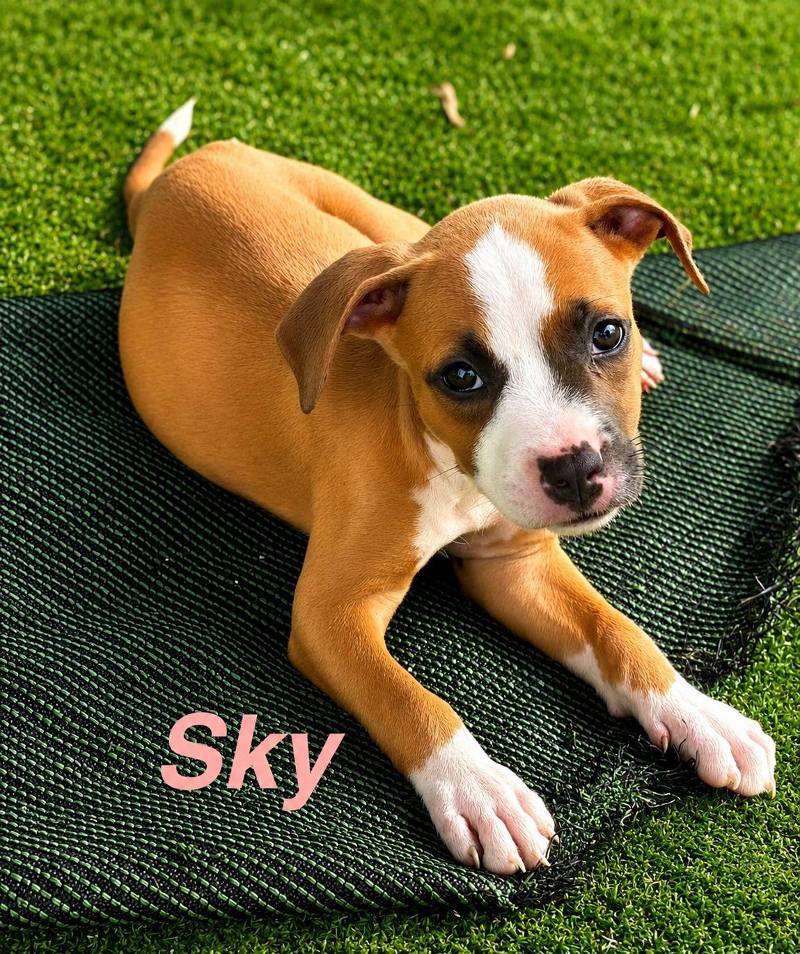 Sky, Adoptable, Puppy Female American Staffordshire Terrier.
