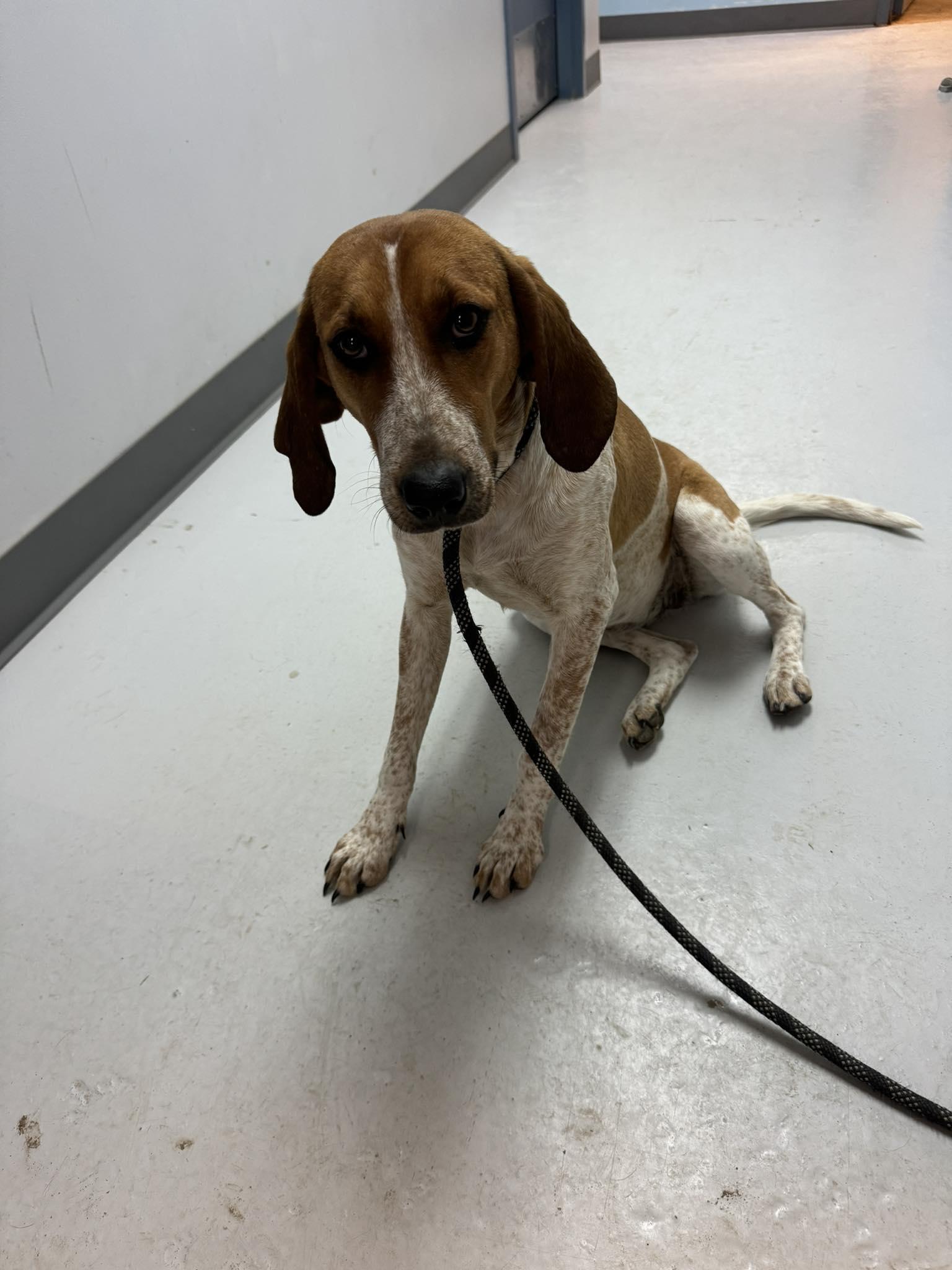 Delilah, Adoptable, Adult Female Coonhound.