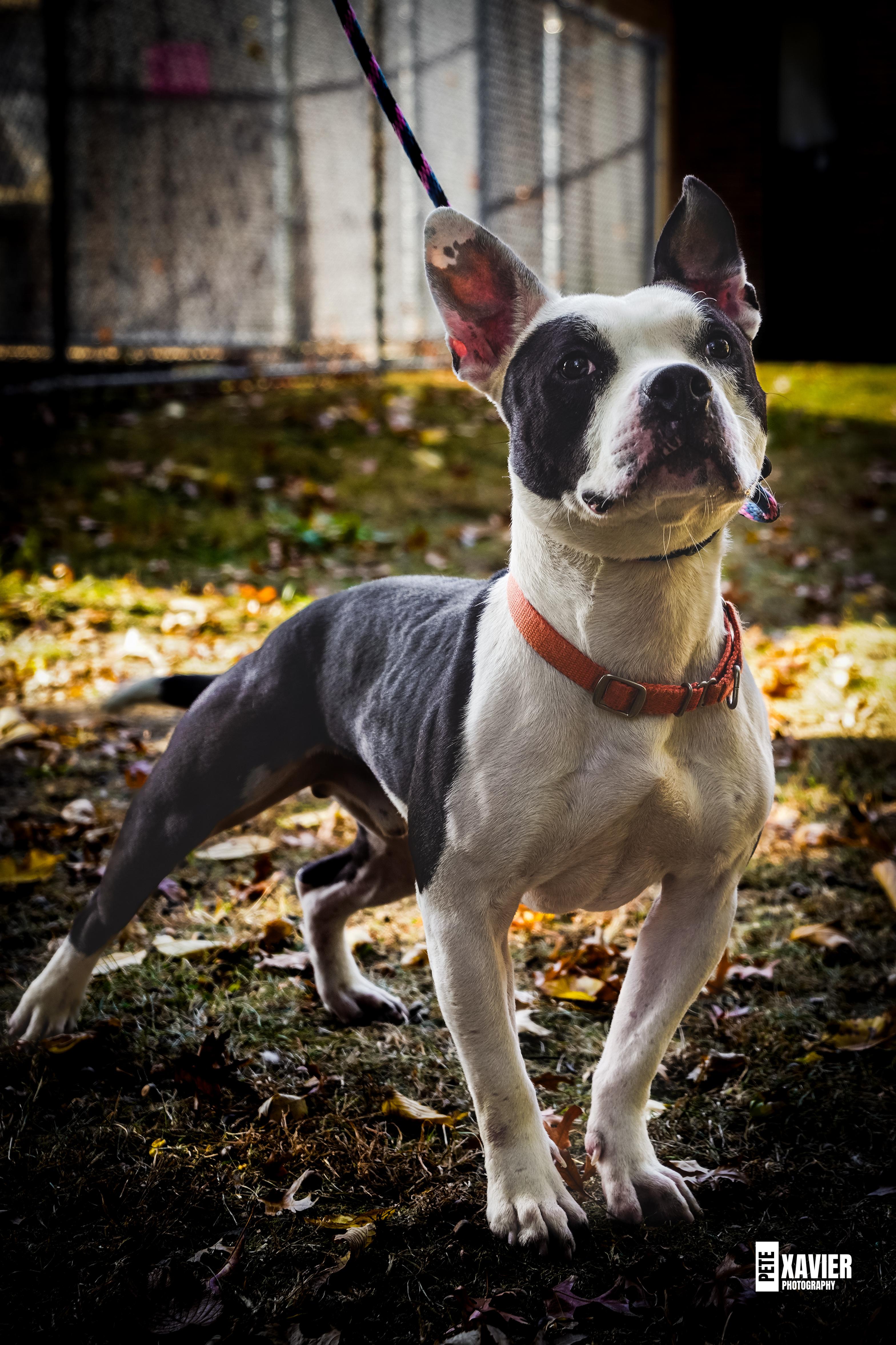 Enlarge Trevor, a Adoptable mixed breed in Teterboro, NJ image 1/6
