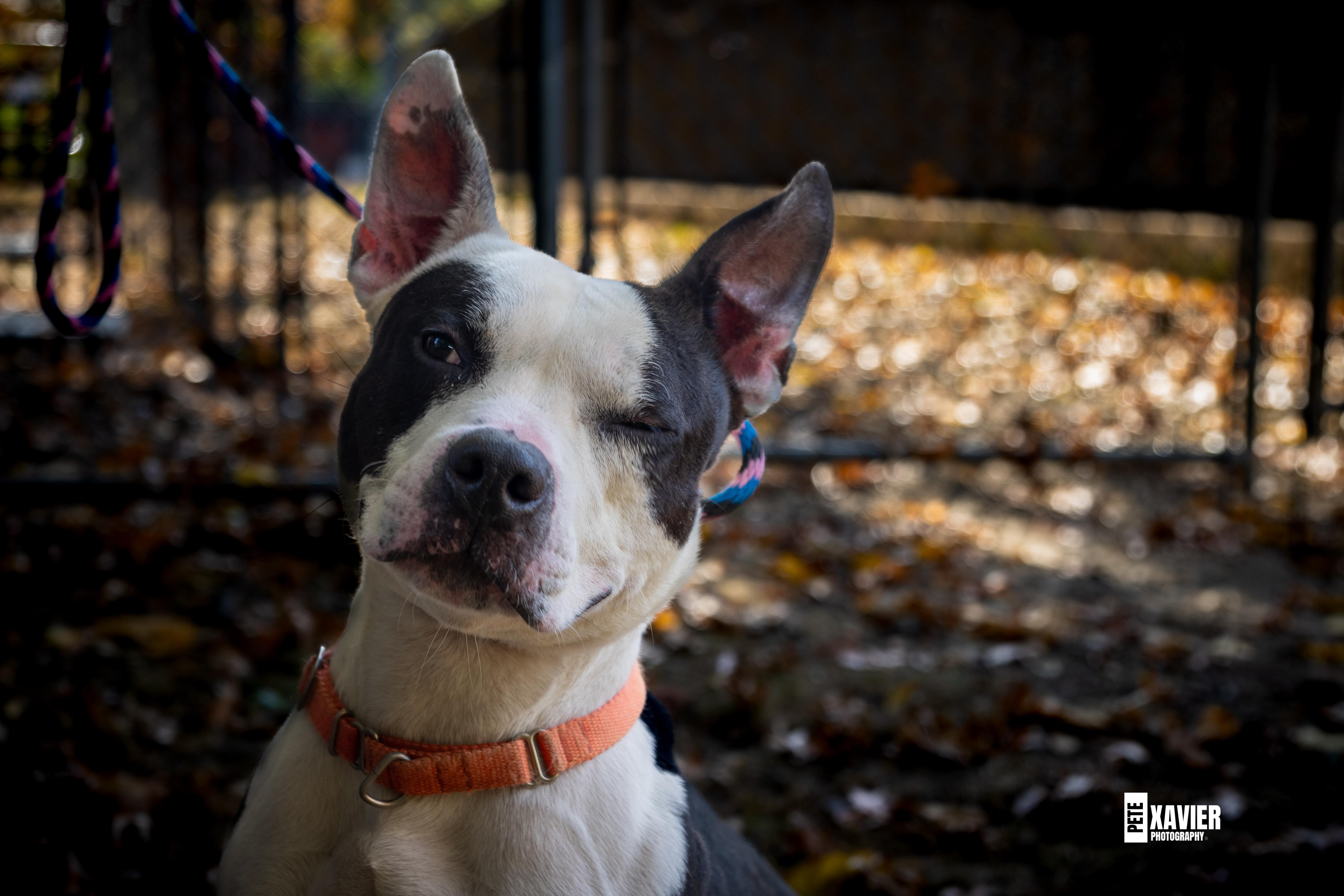 Enlarge Trevor, a Adoptable mixed breed in Teterboro, NJ image 5/6