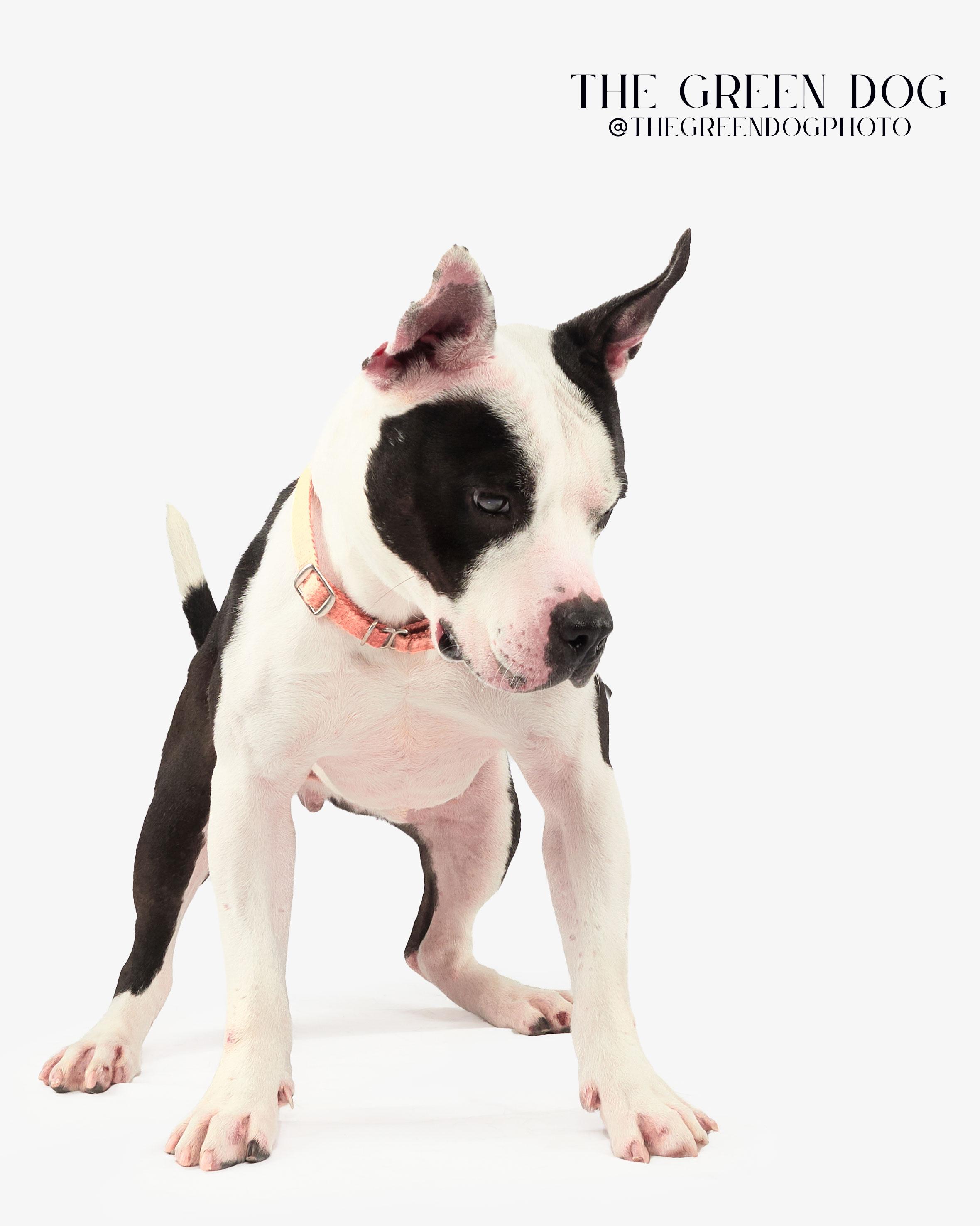 Enlarge Trevor, a Adoptable mixed breed in Teterboro, NJ image 4/6