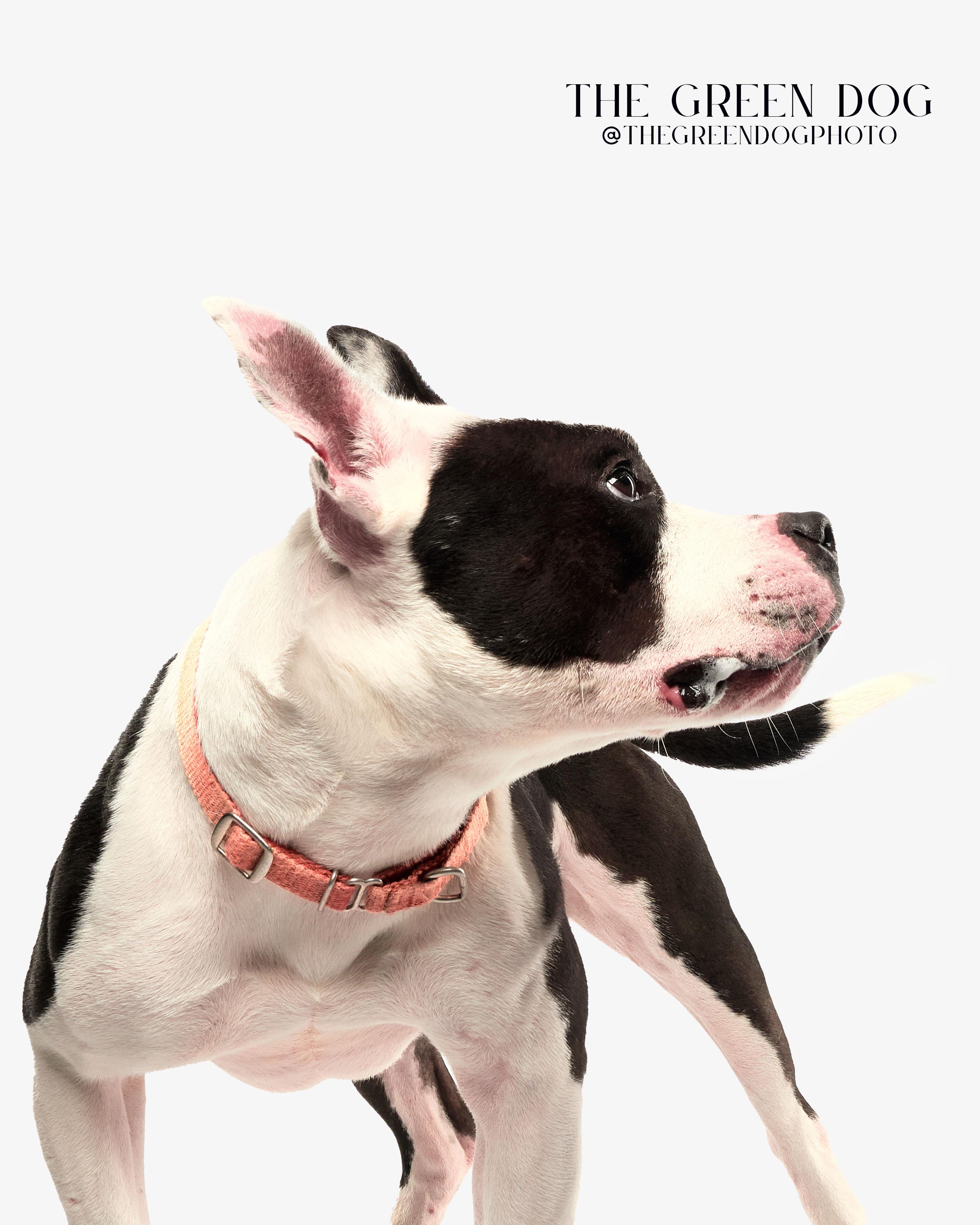 Enlarge Trevor, a Adoptable mixed breed in Teterboro, NJ image 3/6