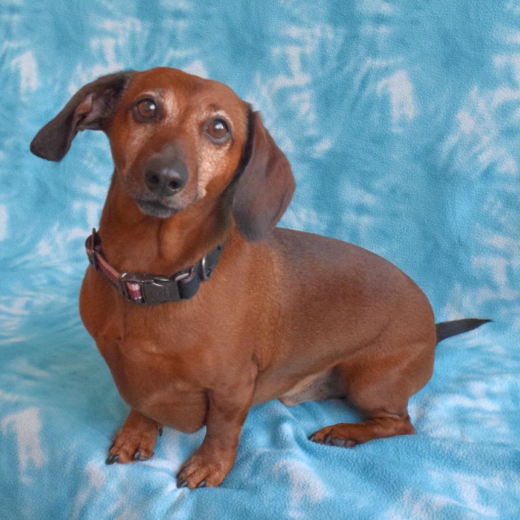 Buster, Adoptable, Senior Male Dachshund.