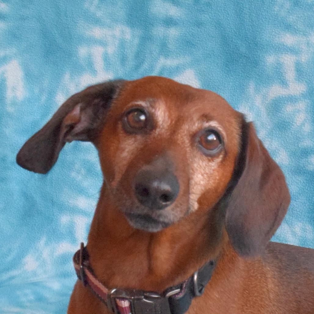 Enlarge Buster, a Adoptable Dachshund in Eureka, CA image 2/4