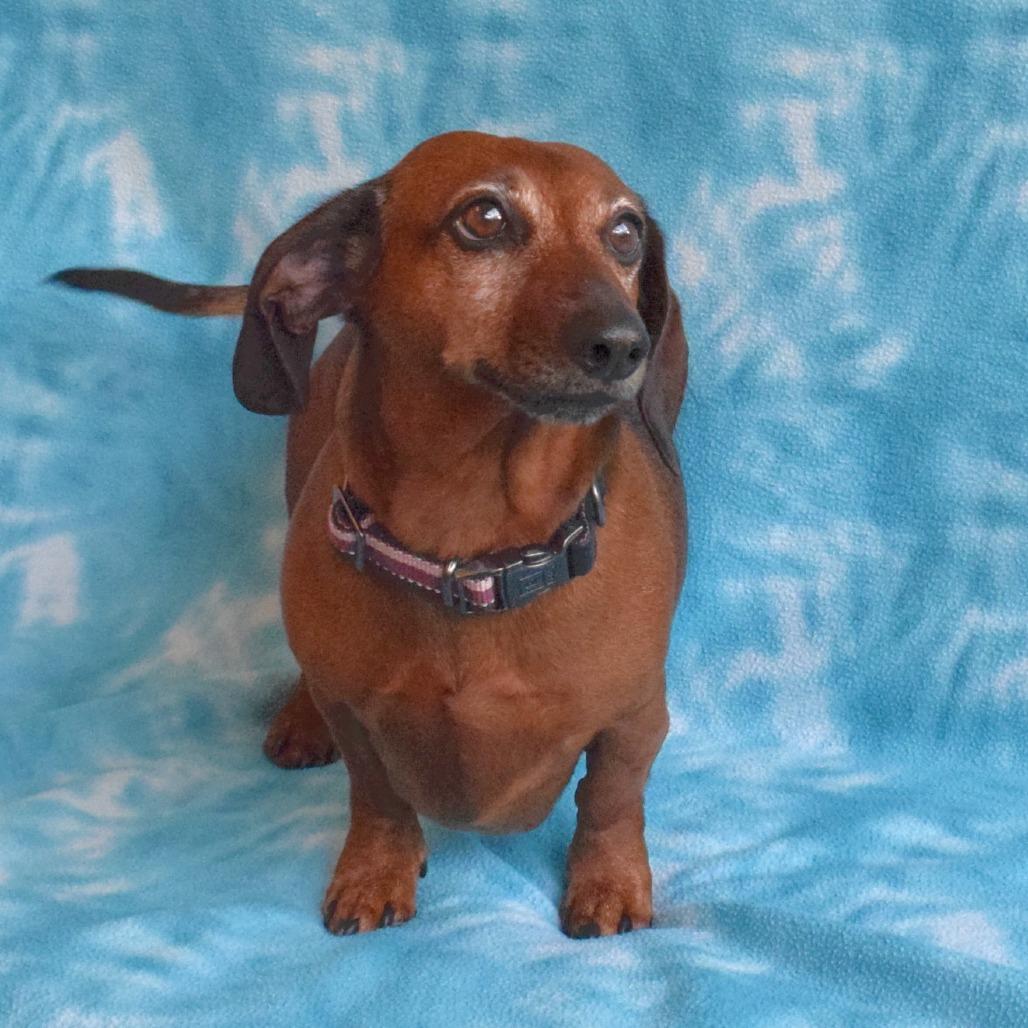 Enlarge Buster, a Adoptable Dachshund in Eureka, CA image 3/4