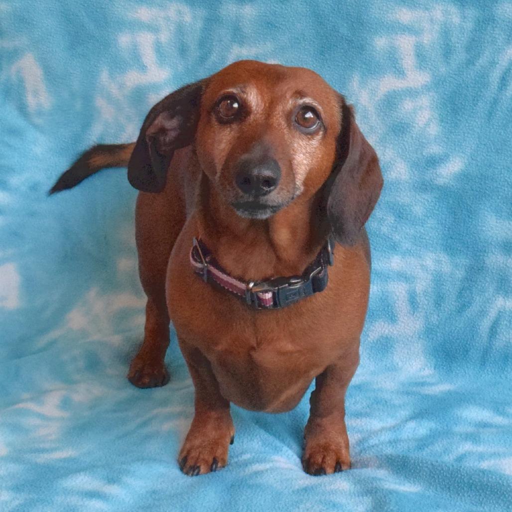 Enlarge Buster, a Adoptable Dachshund in Eureka, CA image 4/4
