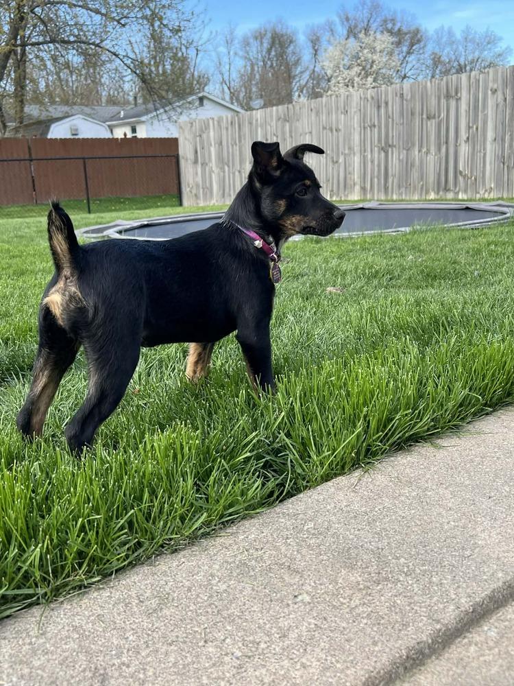 Enlarge Tiana, a Adoptable mixed breed in Amherst, NY image 1/6