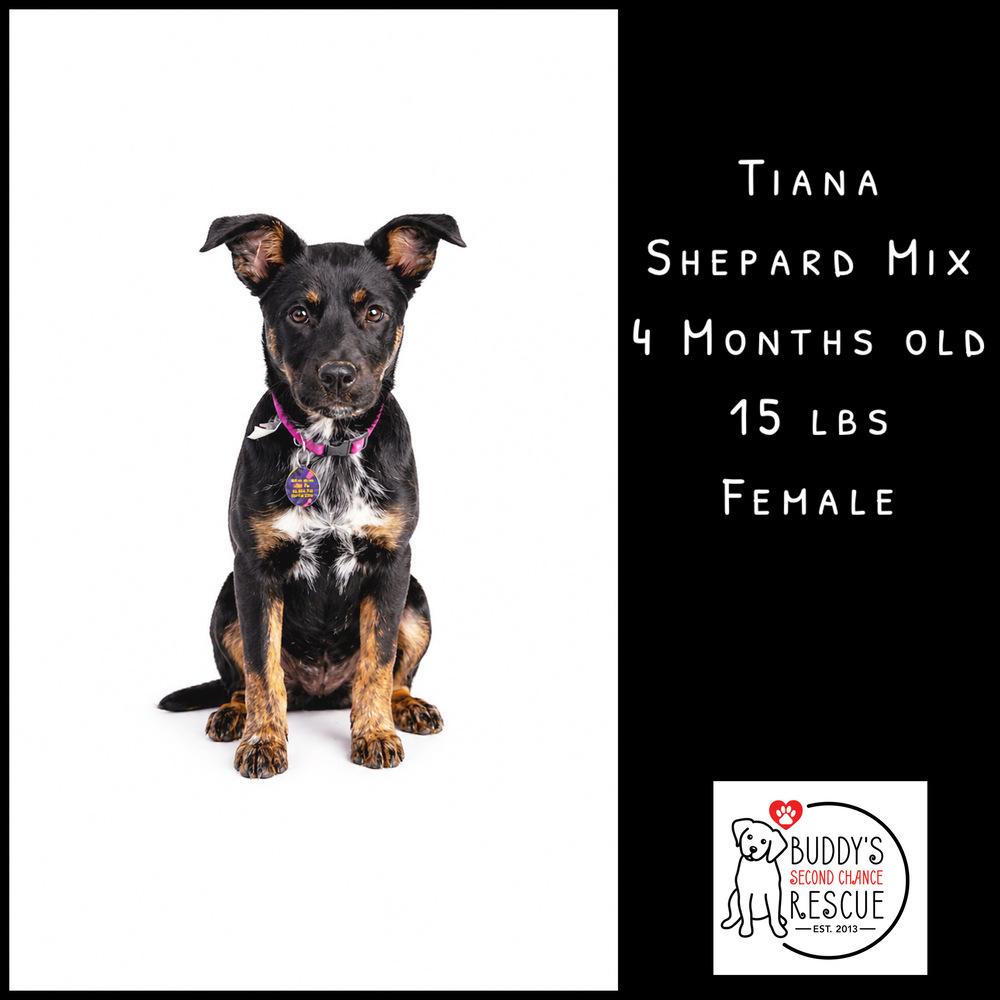 Enlarge Tiana, a Adoptable mixed breed in Amherst, NY image 2/6