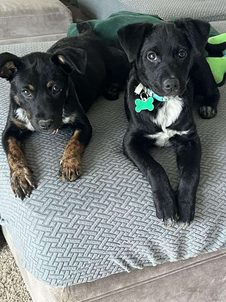 Enlarge Tiana, a Adoptable mixed breed in Amherst, NY image 3/6