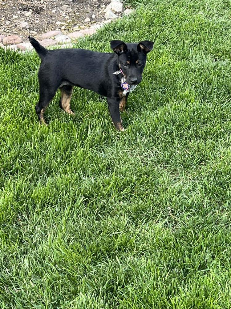 Enlarge Tiana, a Adoptable mixed breed in Amherst, NY image 4/6