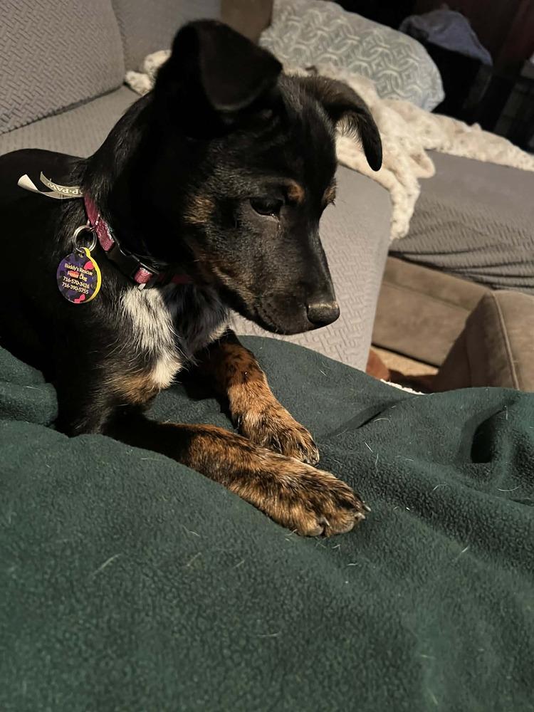 Enlarge Tiana, a Adoptable mixed breed in Amherst, NY image 5/6