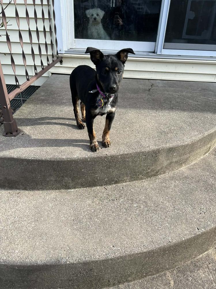 Enlarge Tiana, a Adoptable mixed breed in Amherst, NY image 6/6