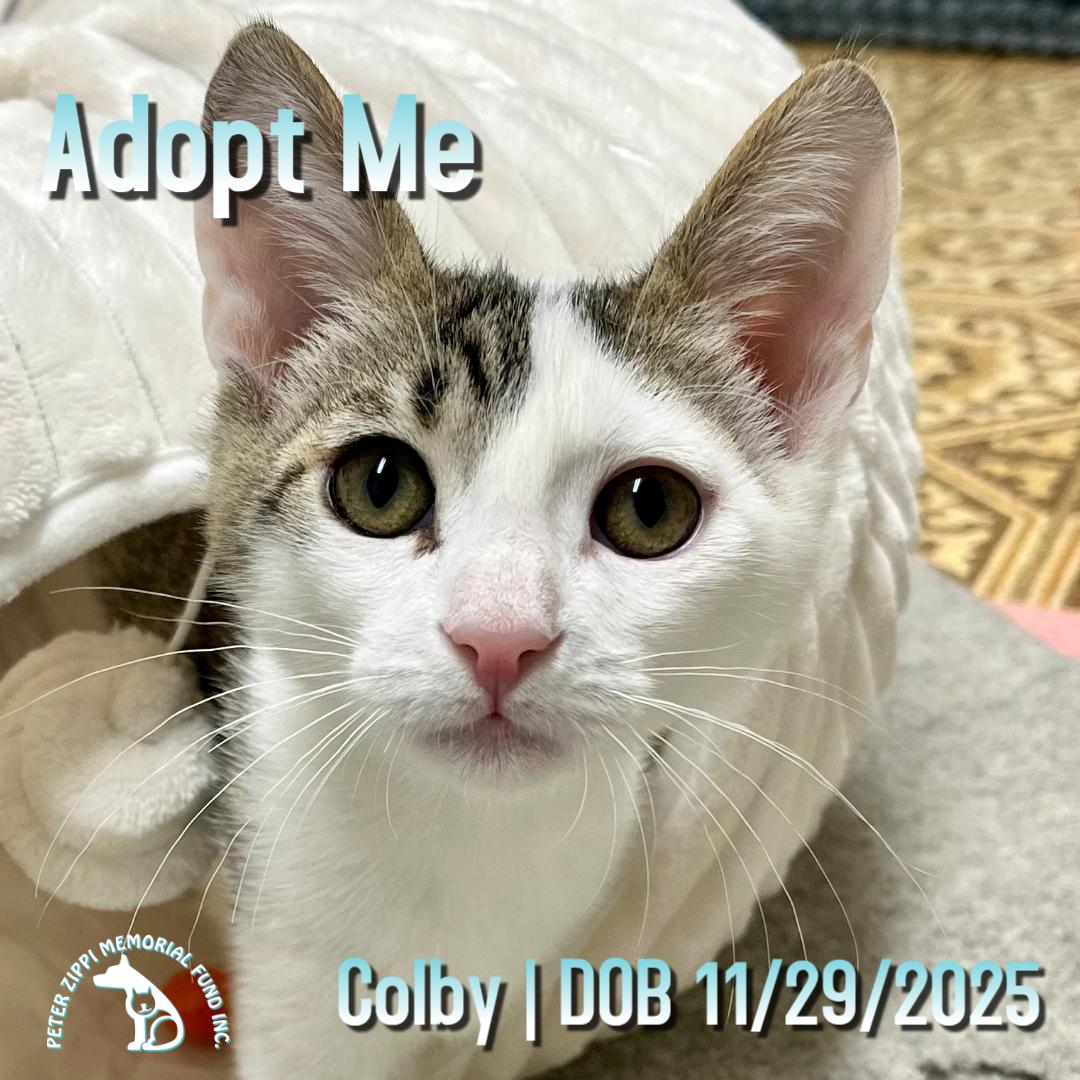 Colby, ADOPTABLE, Kitten Male Domestic Short Hair & Tabby.