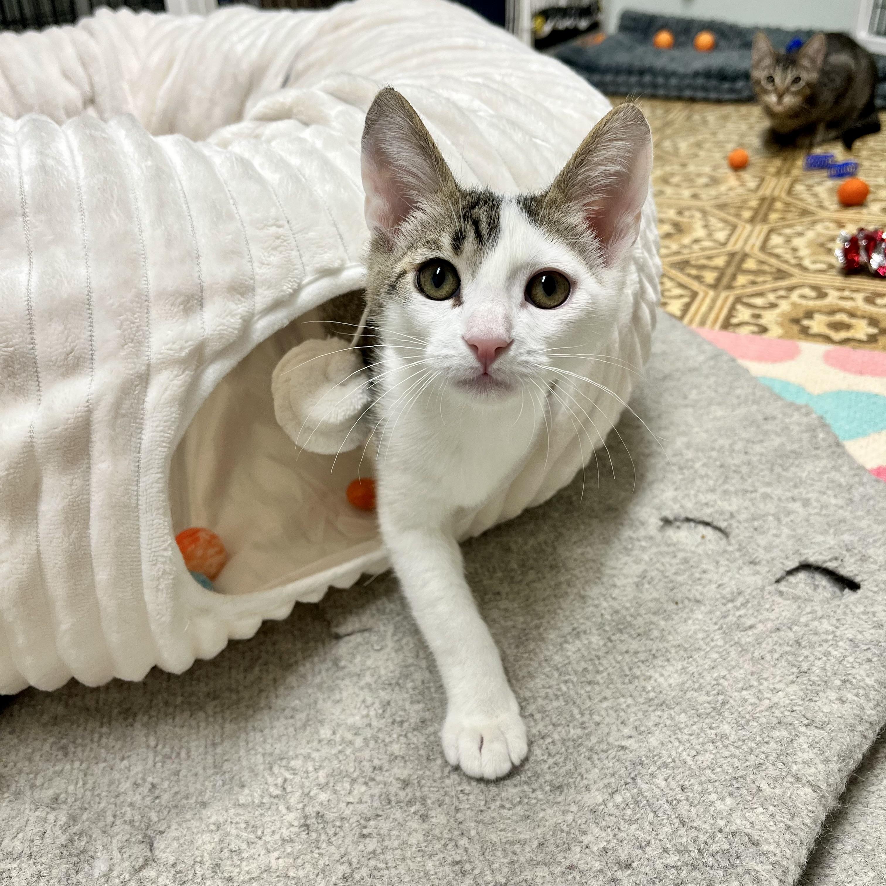 Enlarge Colby, a ADOPTABLE mixed breed in Hermosa Beach, CA image 6/6