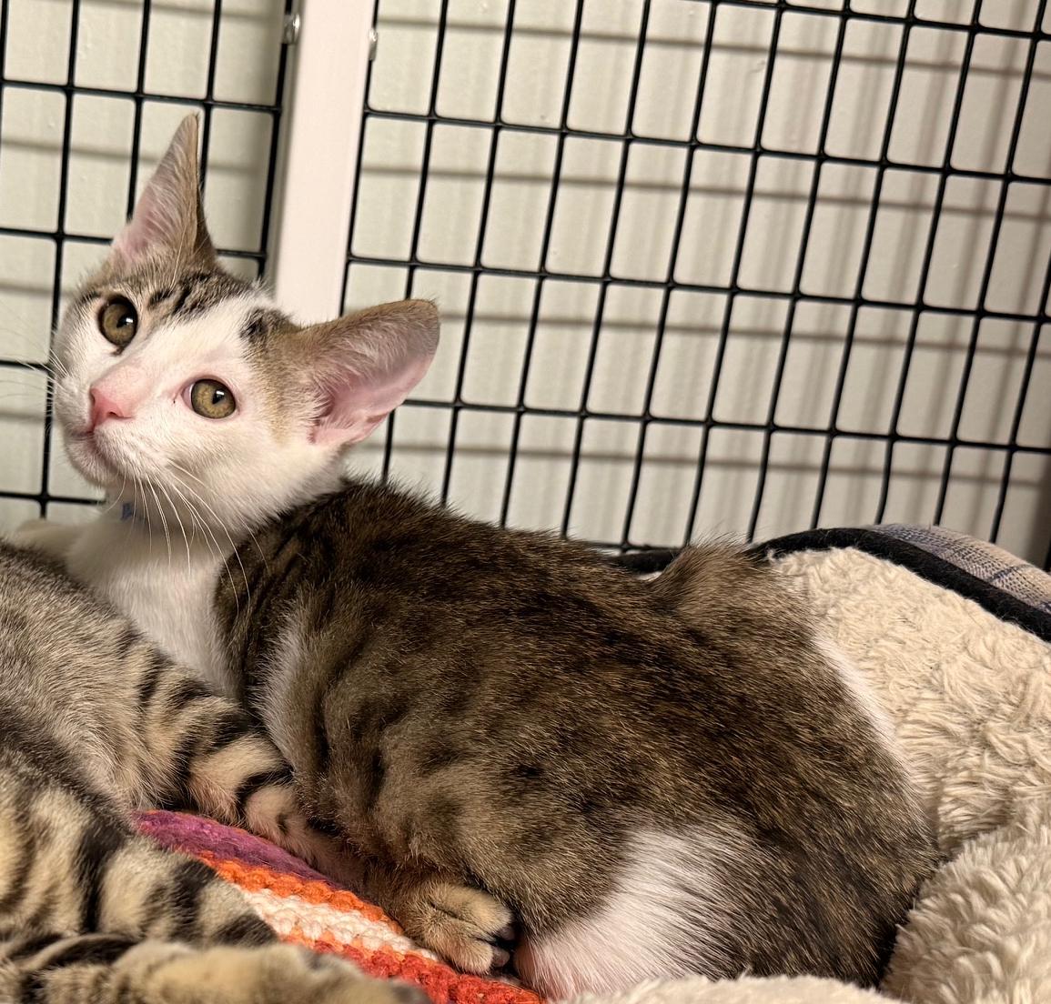 Enlarge Colby, a ADOPTABLE mixed breed in Hermosa Beach, CA image 3/6