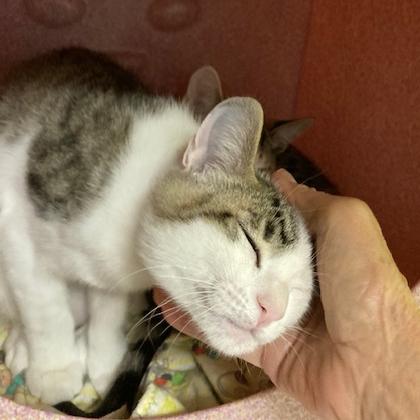 Enlarge Colby, a ADOPTABLE mixed breed in Hermosa Beach, CA image 5/6