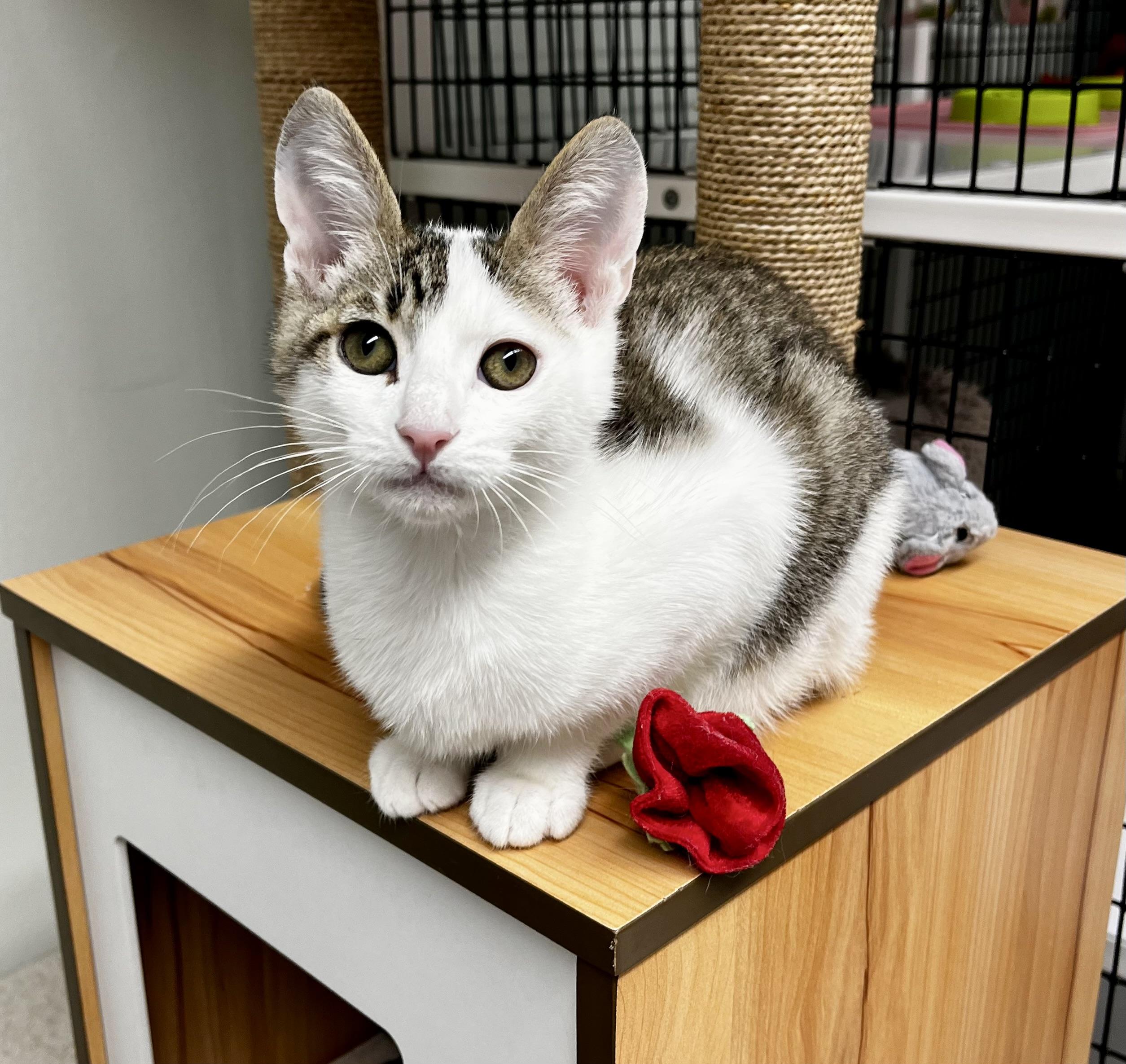 Enlarge Colby, a ADOPTABLE mixed breed in Hermosa Beach, CA image 2/6