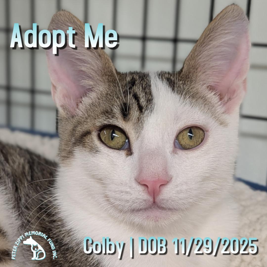 Colby, ADOPTABLE, Kitten Male Domestic Short Hair & Tabby.
