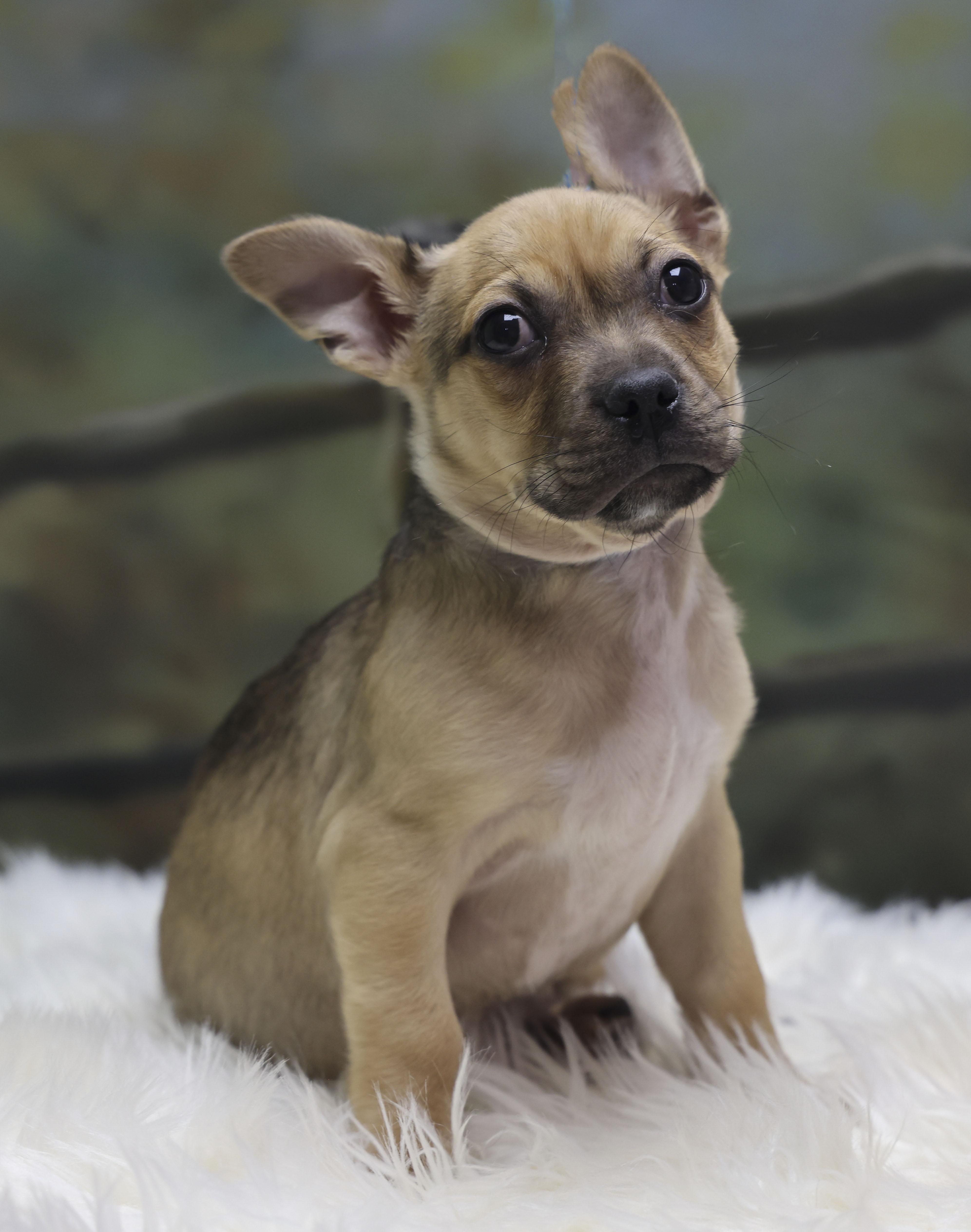 Puppy Dexter, an adopted Mixed Breed in Casa Grande, AZ image 1/3
