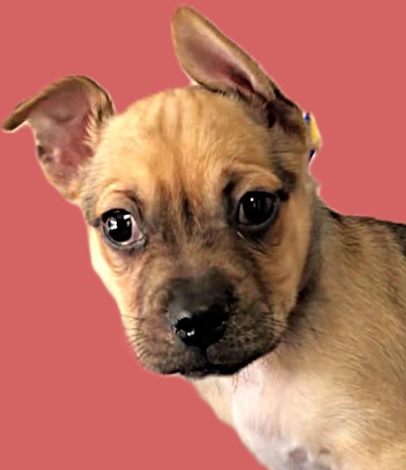 Puppy Dexter, an adopted Mixed Breed in Casa Grande, AZ image 3/3