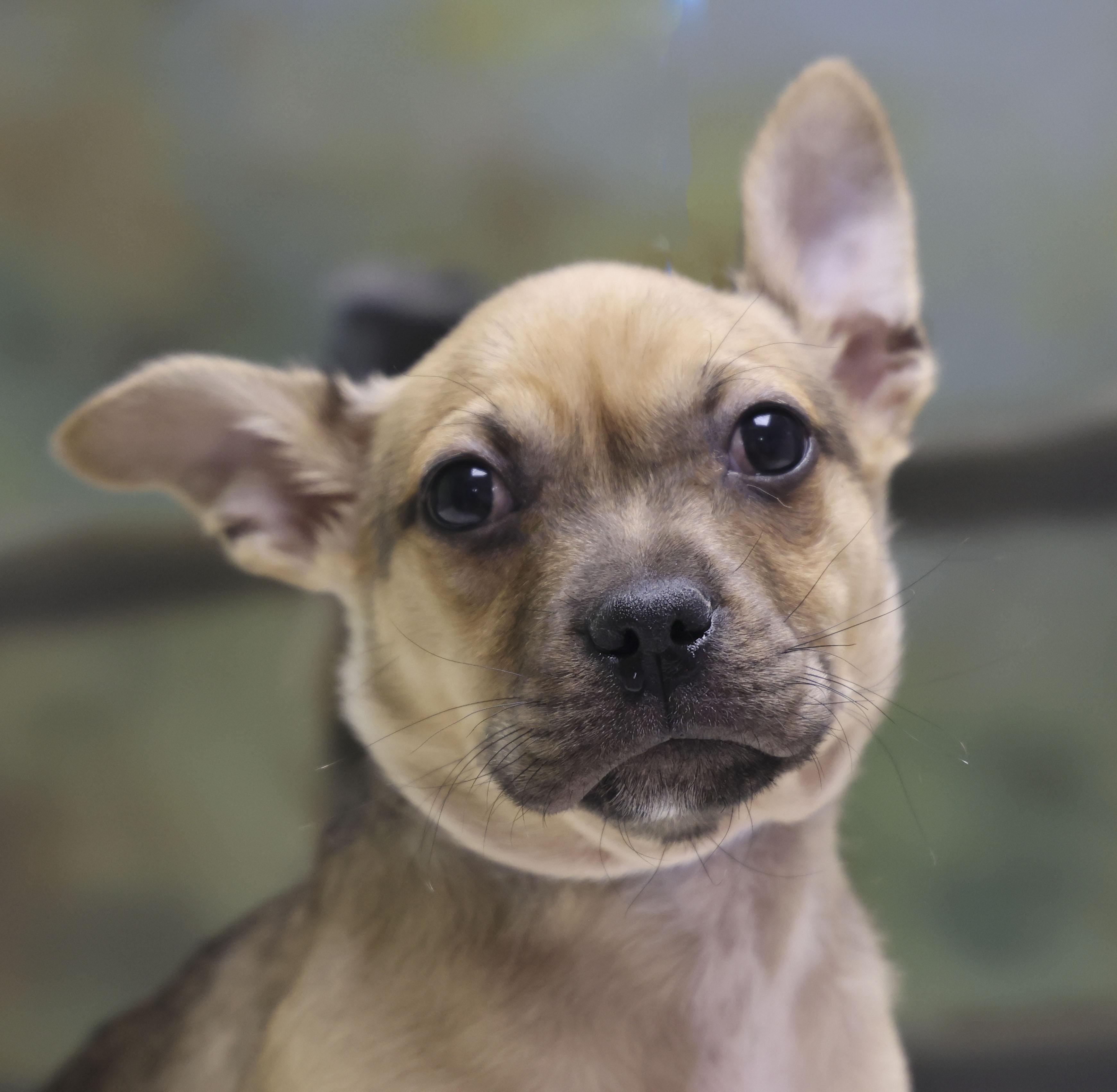 Puppy Dexter, an adopted Mixed Breed in Casa Grande, AZ image 2/3